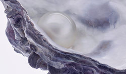 'Lucent Pearl' detail