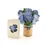 Thumbnail: Mini Nantucket Hydrangeas Pop-Up Card