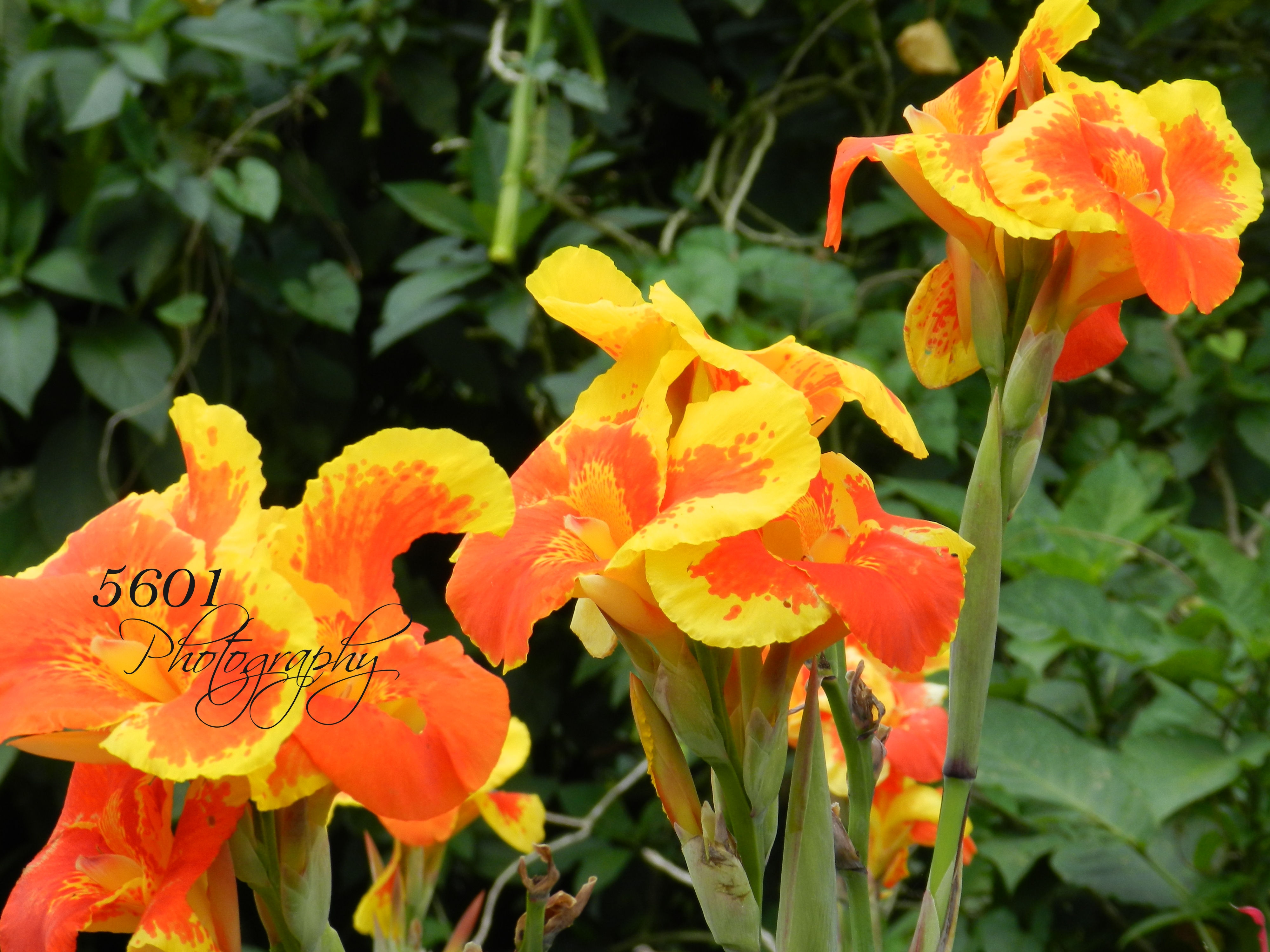 Costa Rica /Nicaragua, Central America