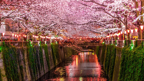 The Quiet Pulse of Nakameguro — A Life Between River and Rhythm