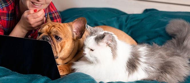 PET RULES IN JAPANESE RENTAL HOUSES