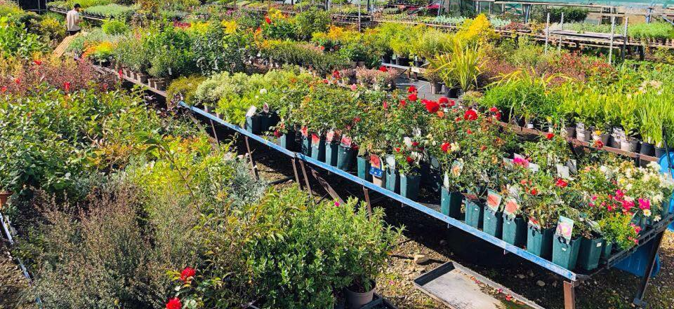 plant displays