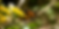 Monarch Butterflies
