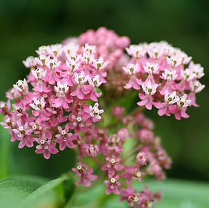 milkweed photo