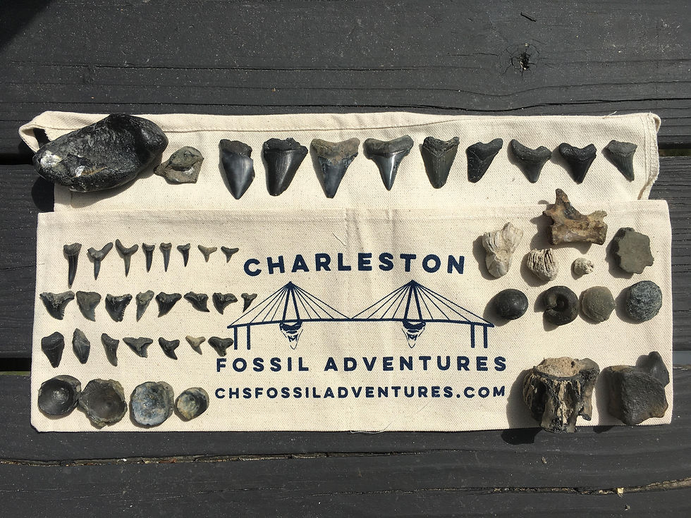 fossil kayak adventure large shark teeth