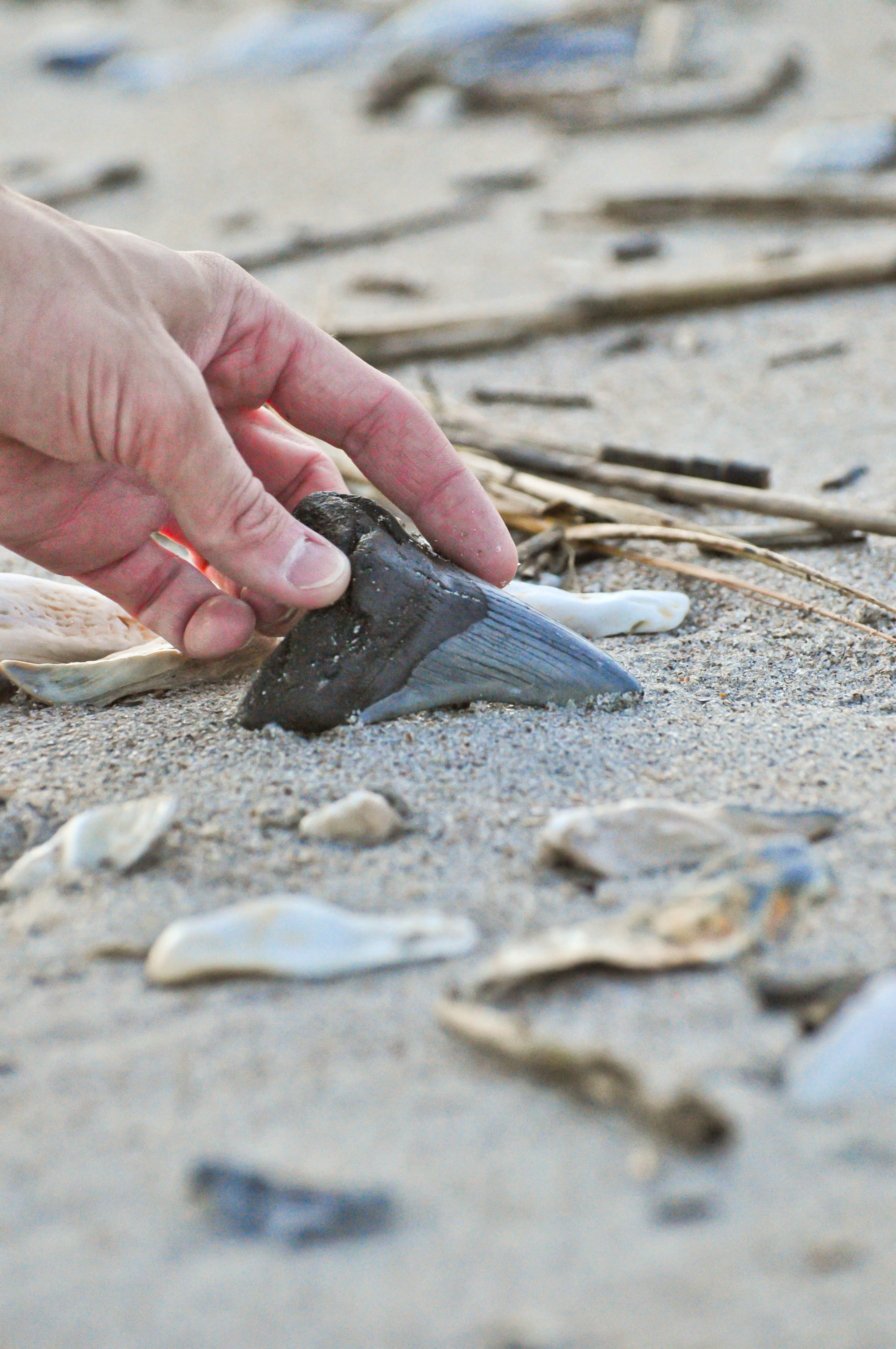 Charleston Fossil Adventures, LLC Familyfriendly fossil hunting
