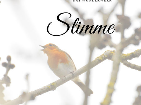 Stimme - Ein Wunderwerk und was dich bei mir erwartet