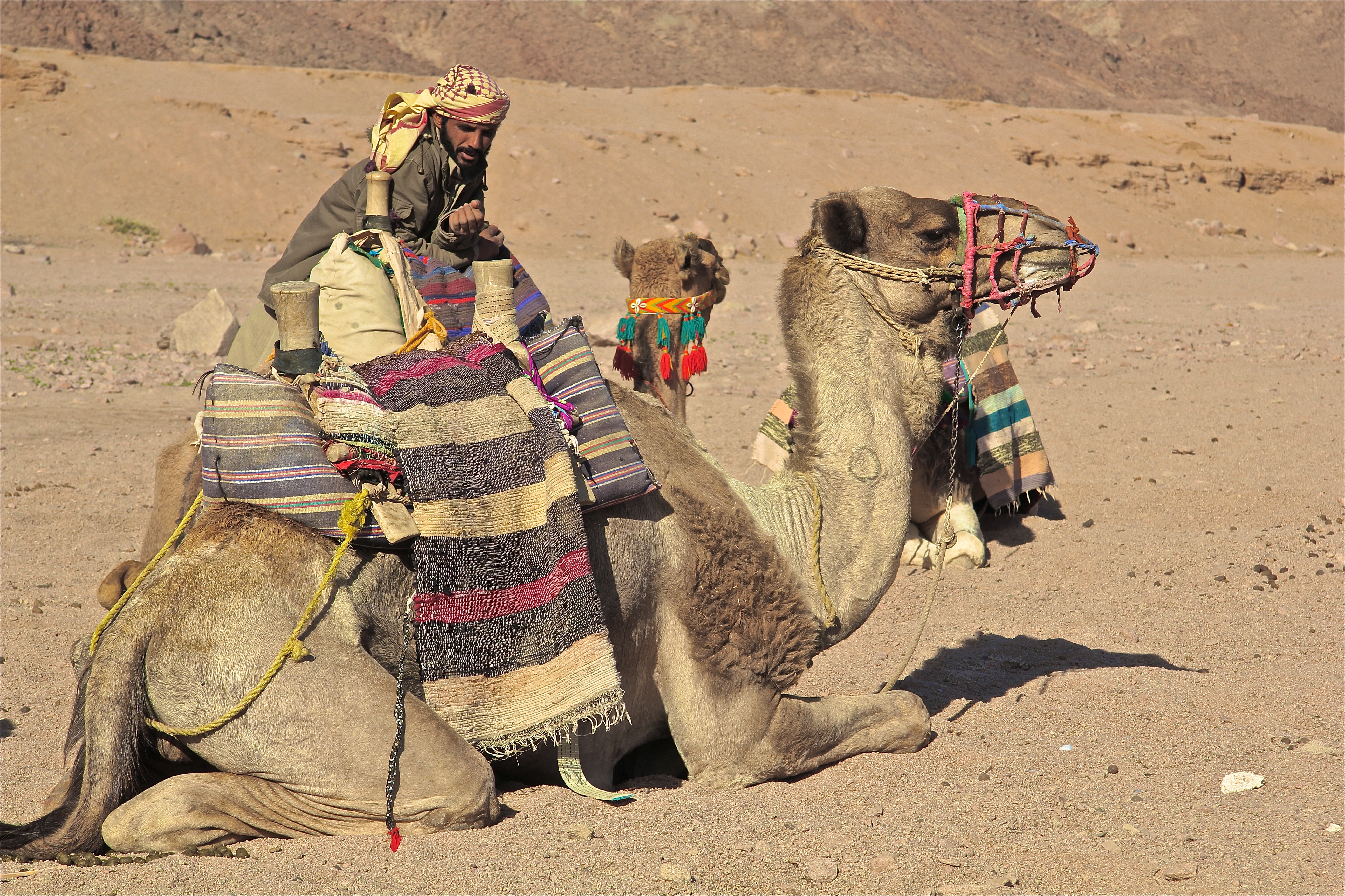 DÉSERT ARABIQUE