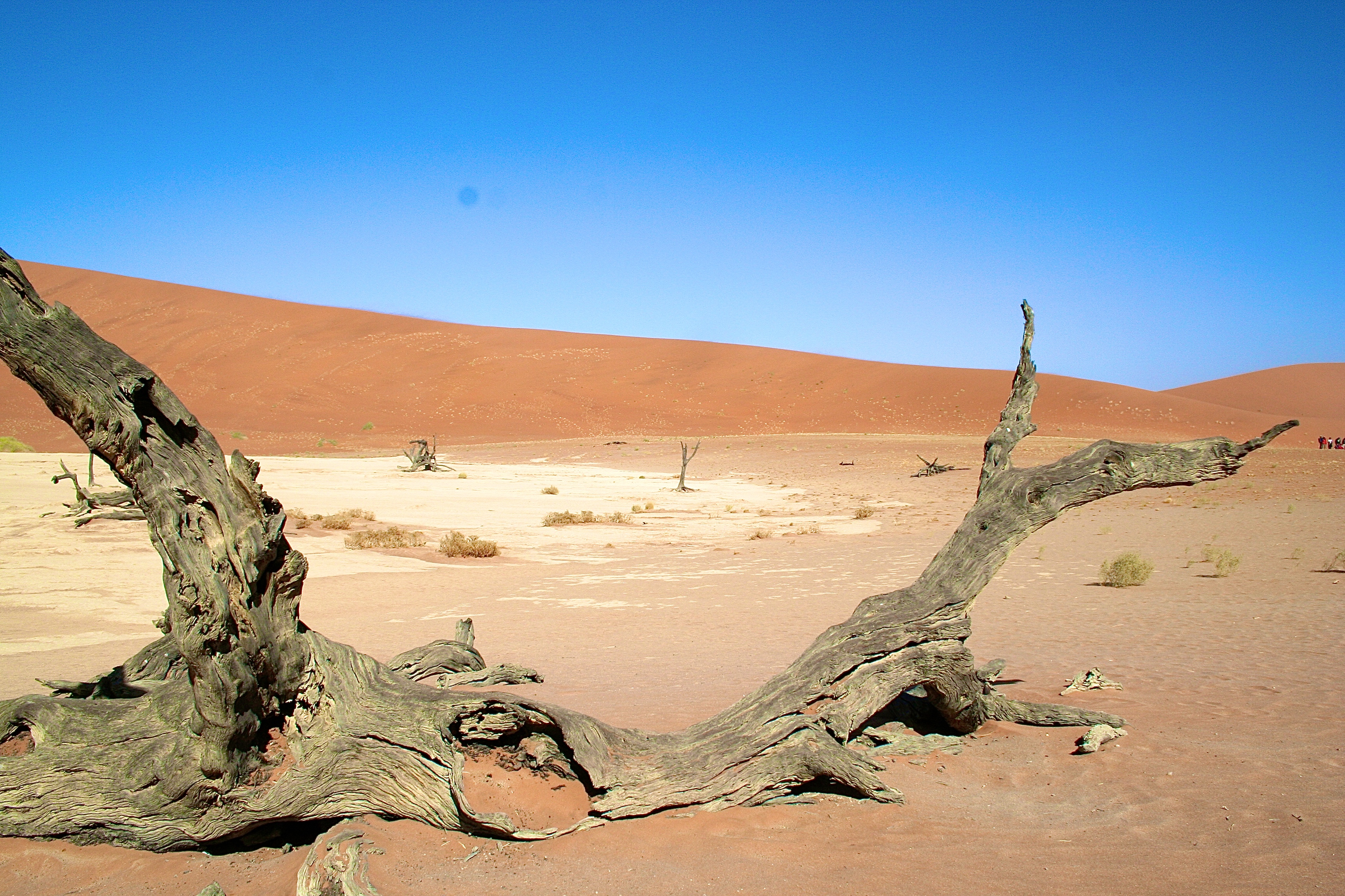 DEAD VLEI