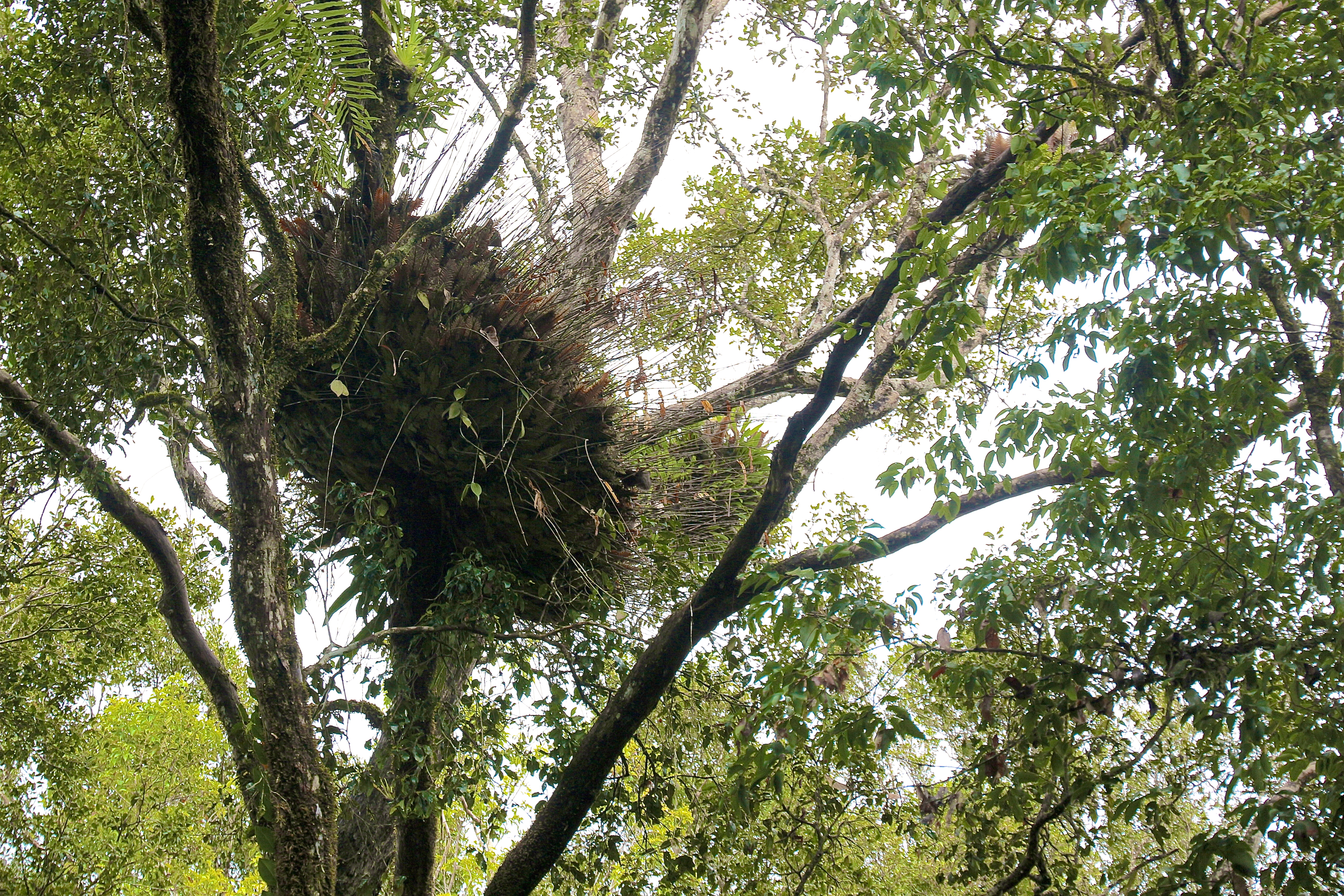 DAINTREE RAINFOREST