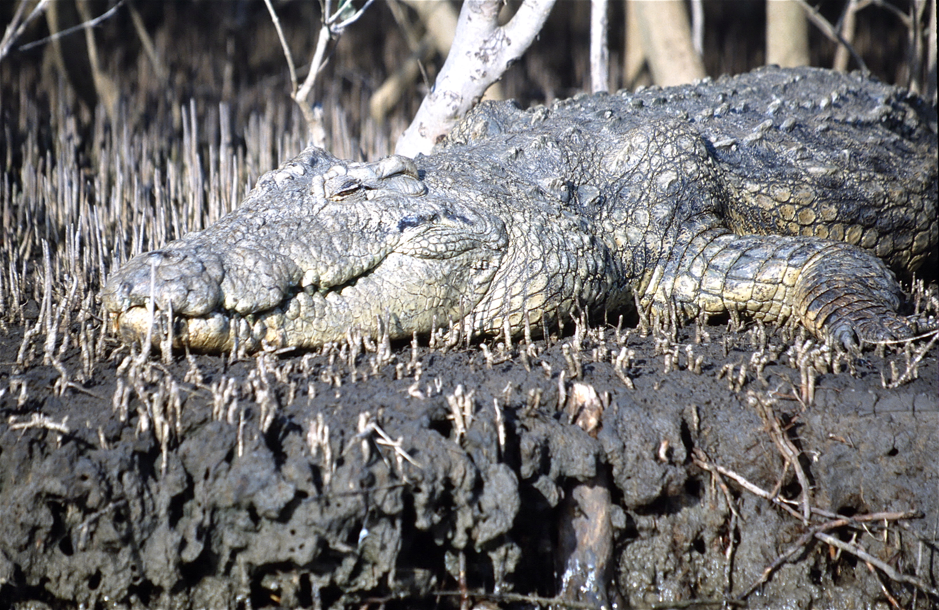 CROCODILE