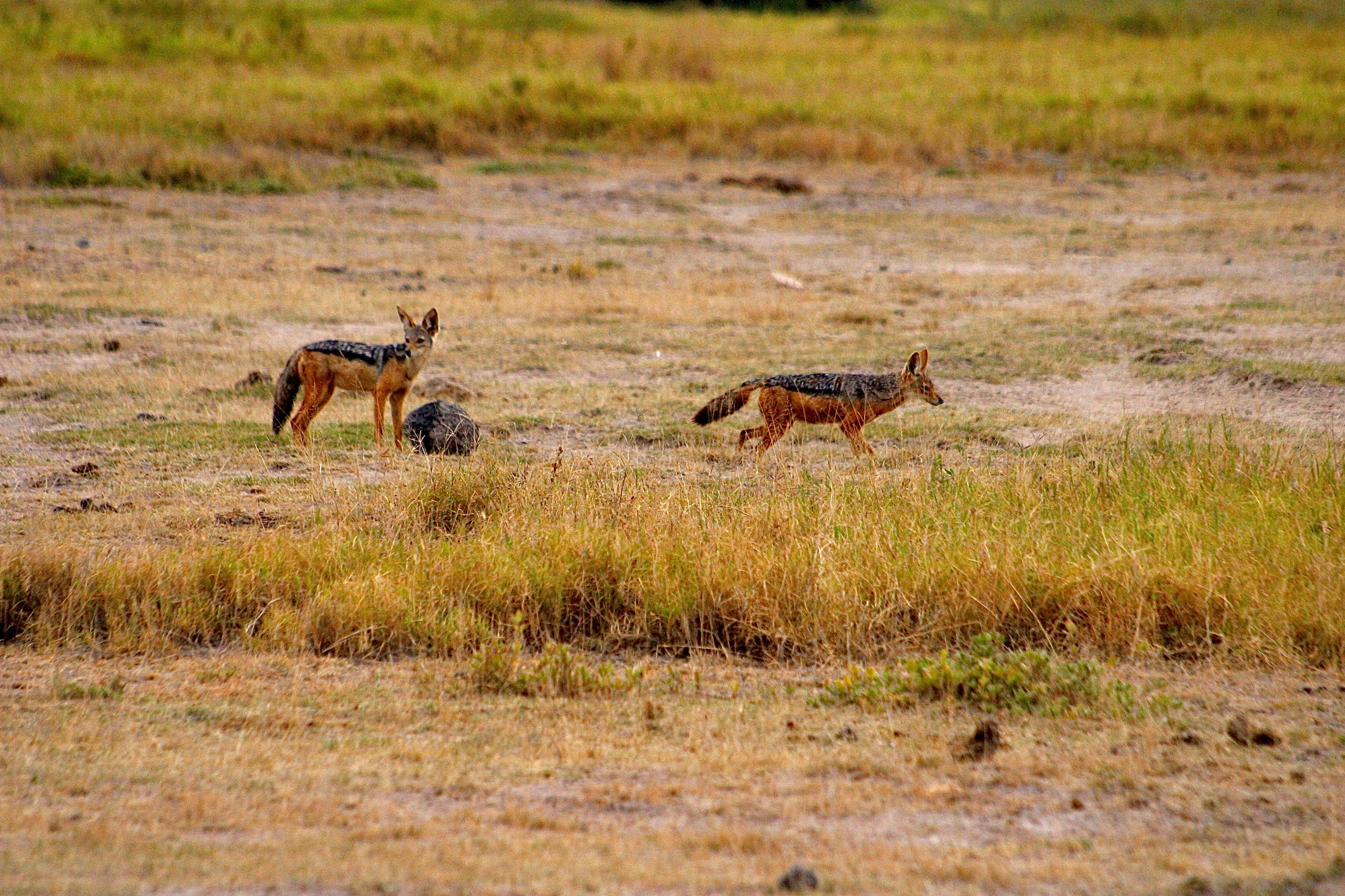 PARC NATIONAL D'AMBOSELI