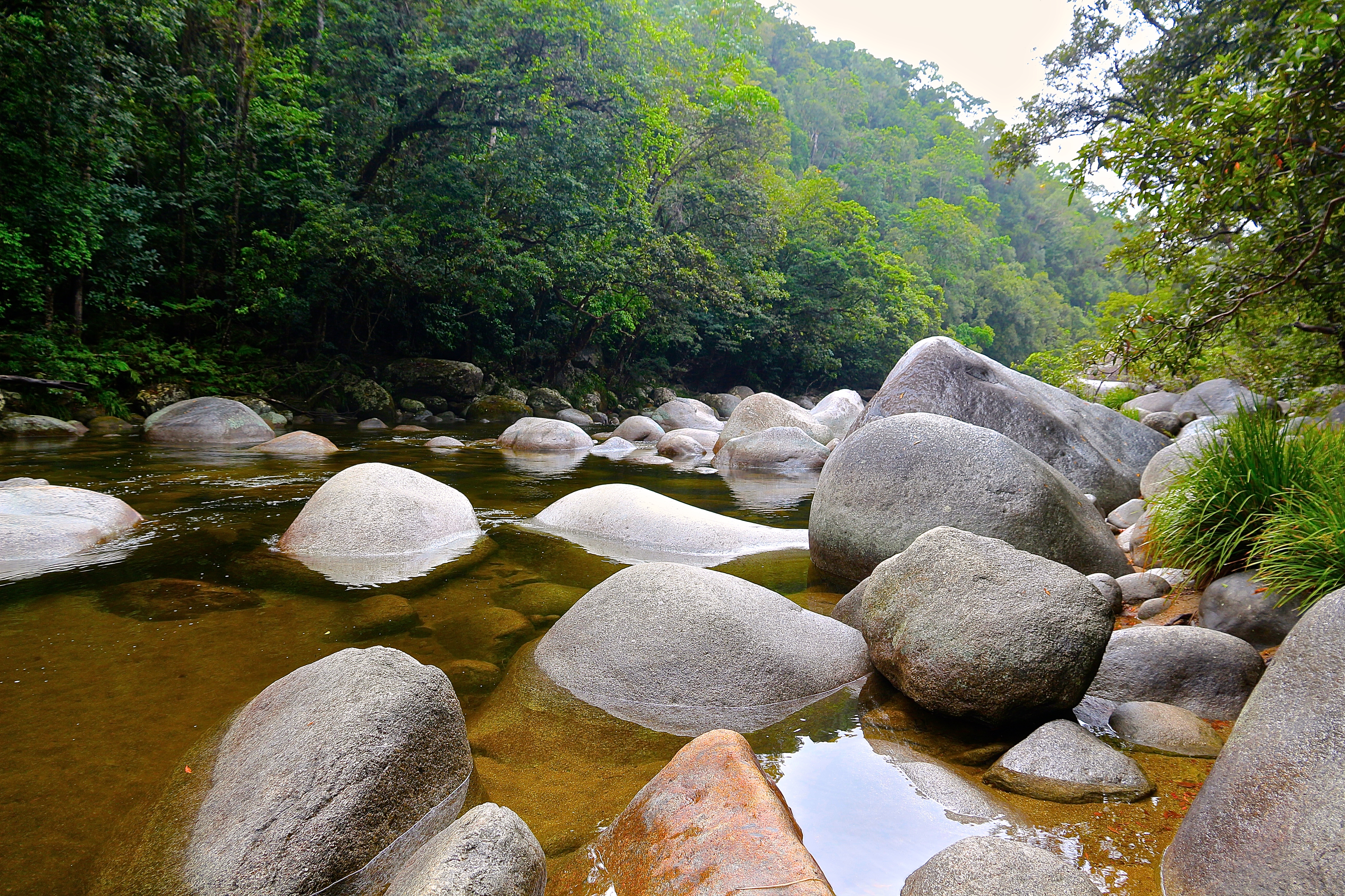 DAINTREE RAINFOREST
