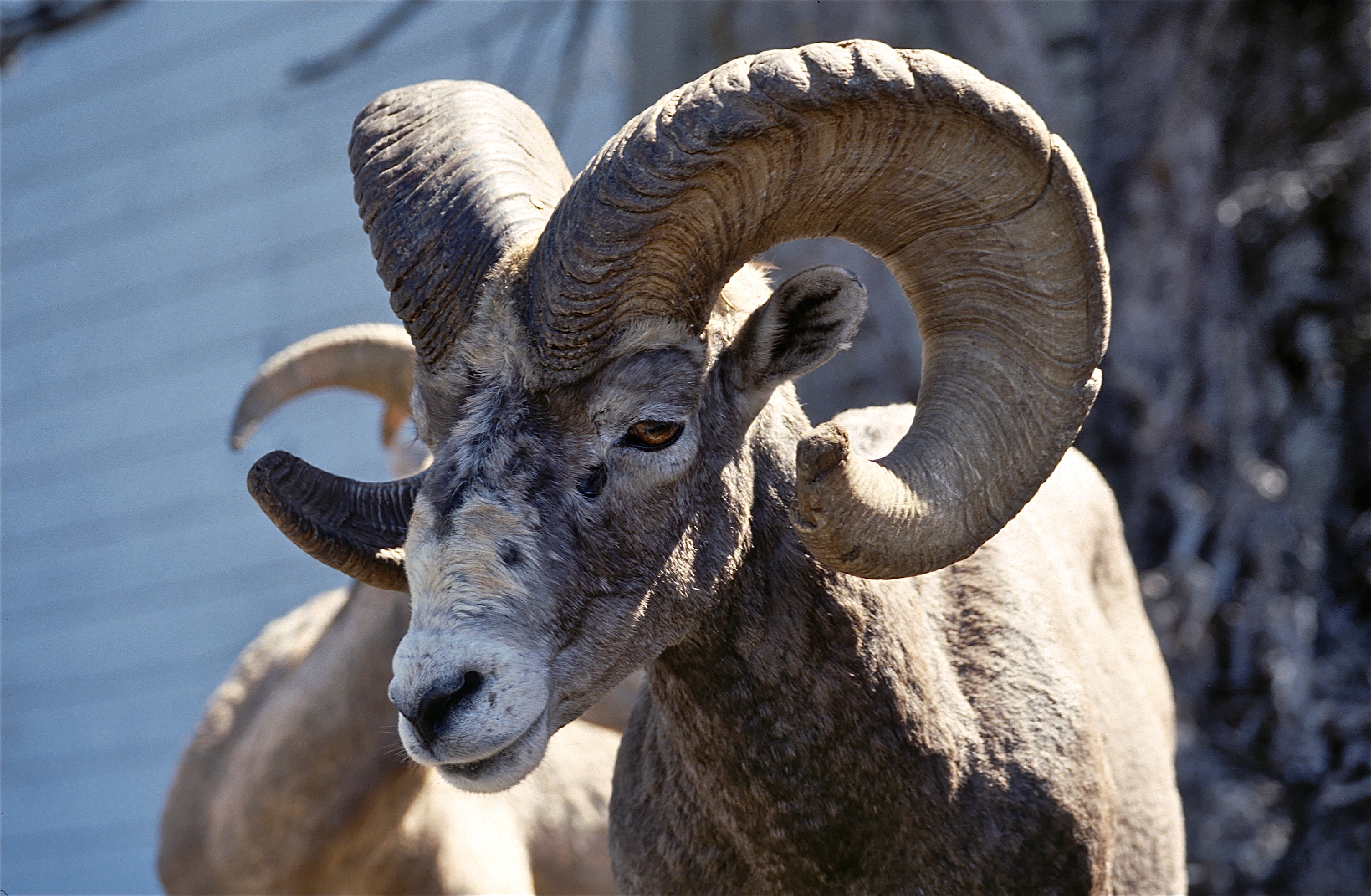 MOUFLON