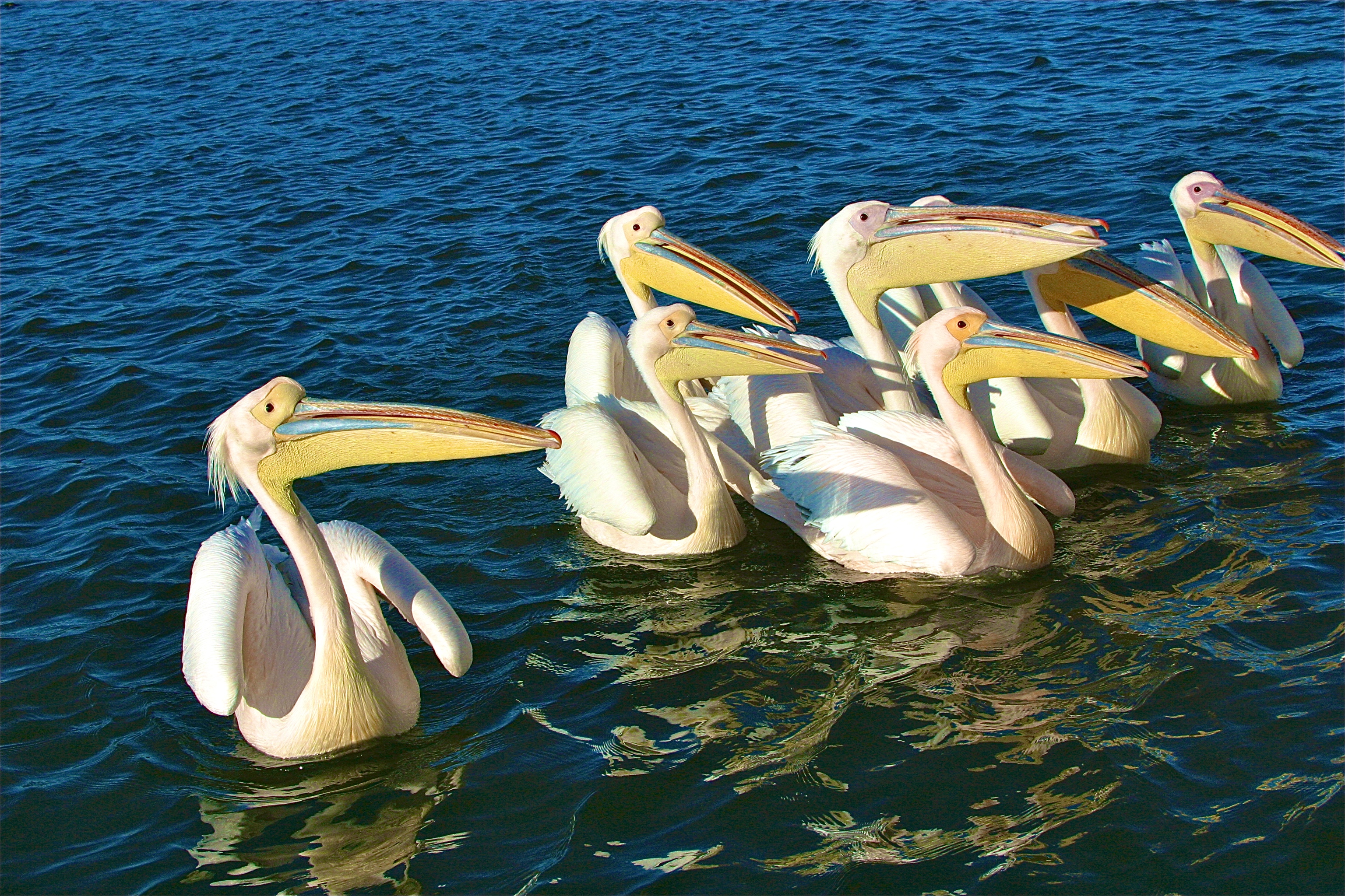 PÉLICANS BLANCS