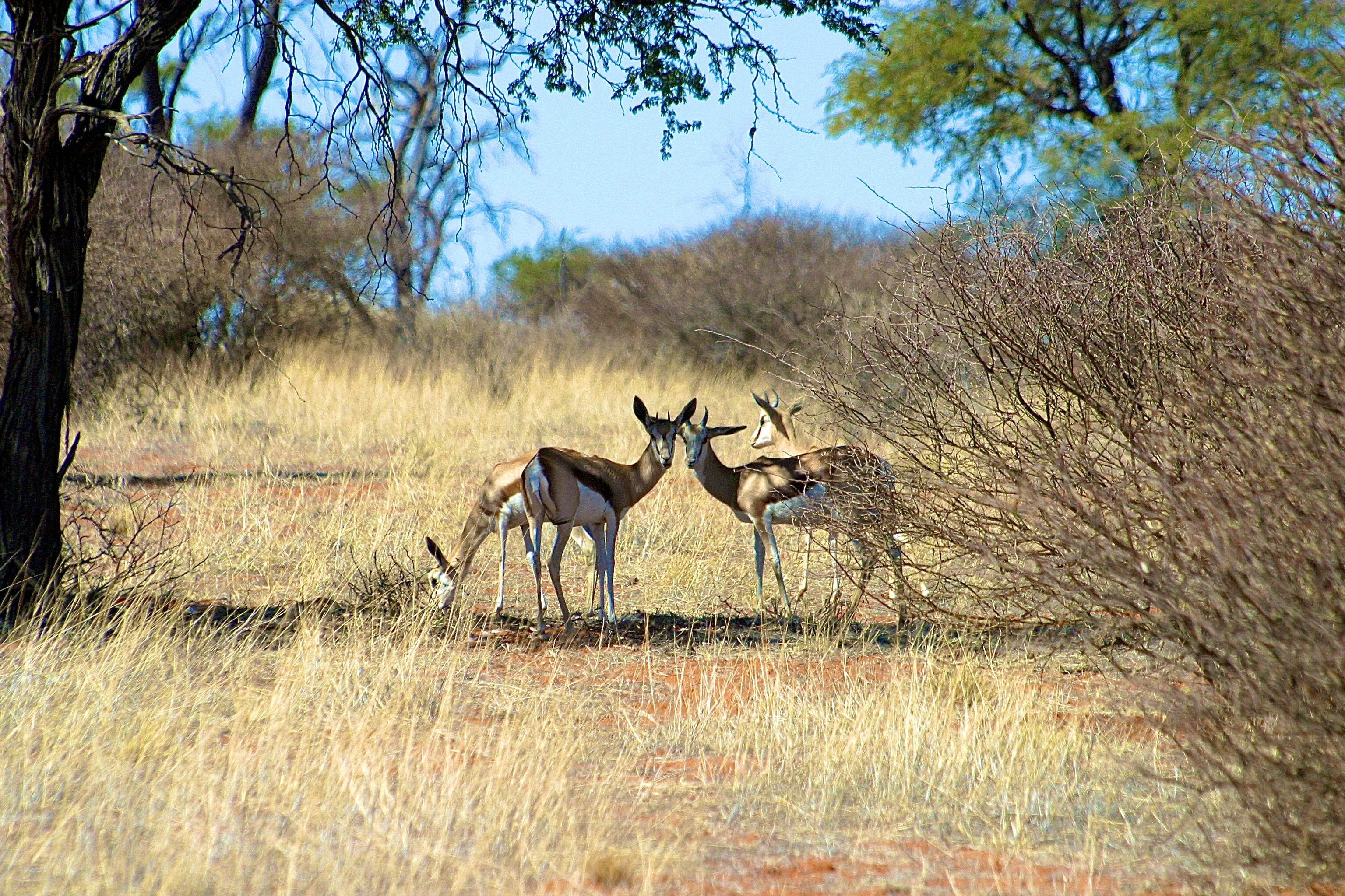 KALAHARI