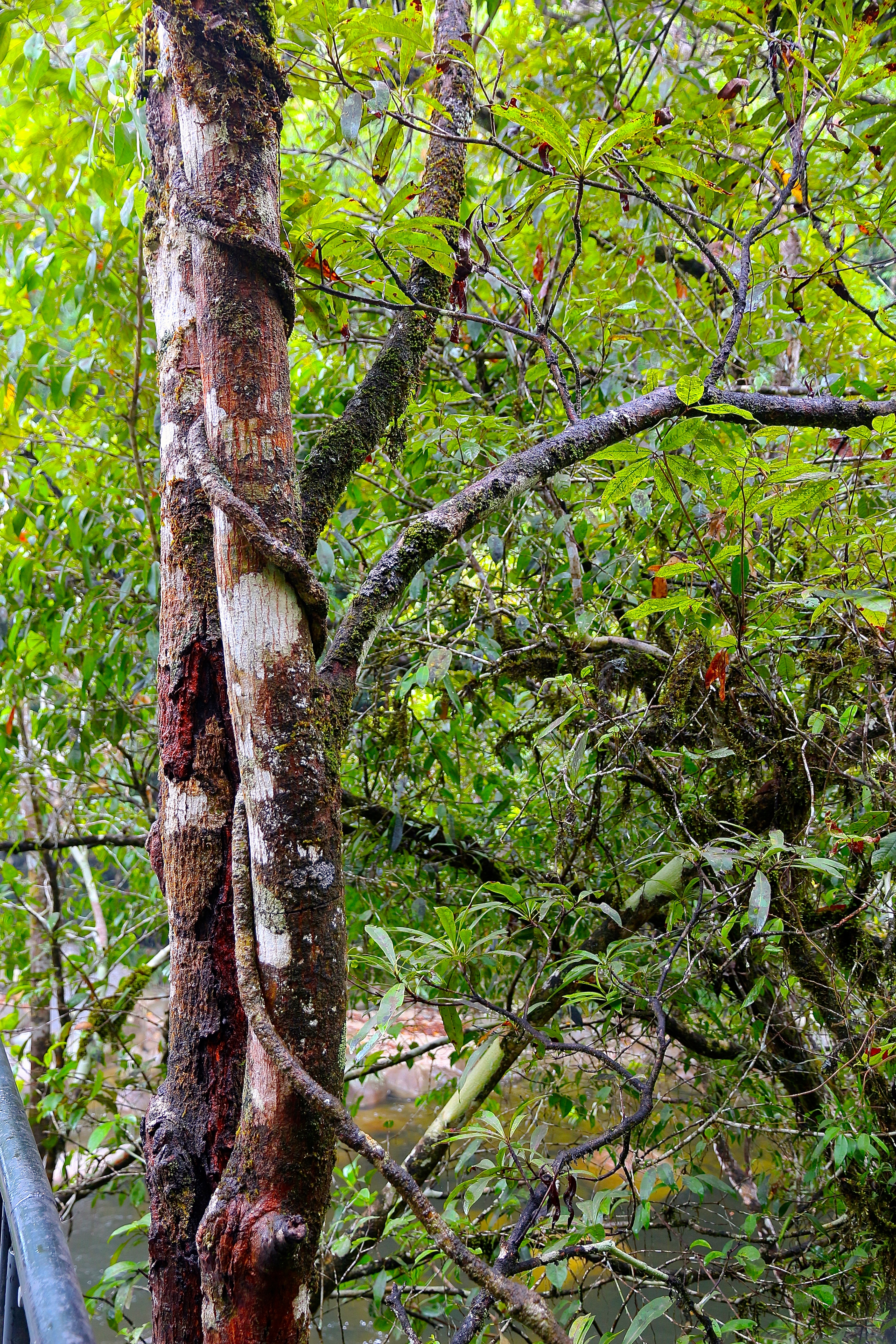 DAINTREE RAINFOREST