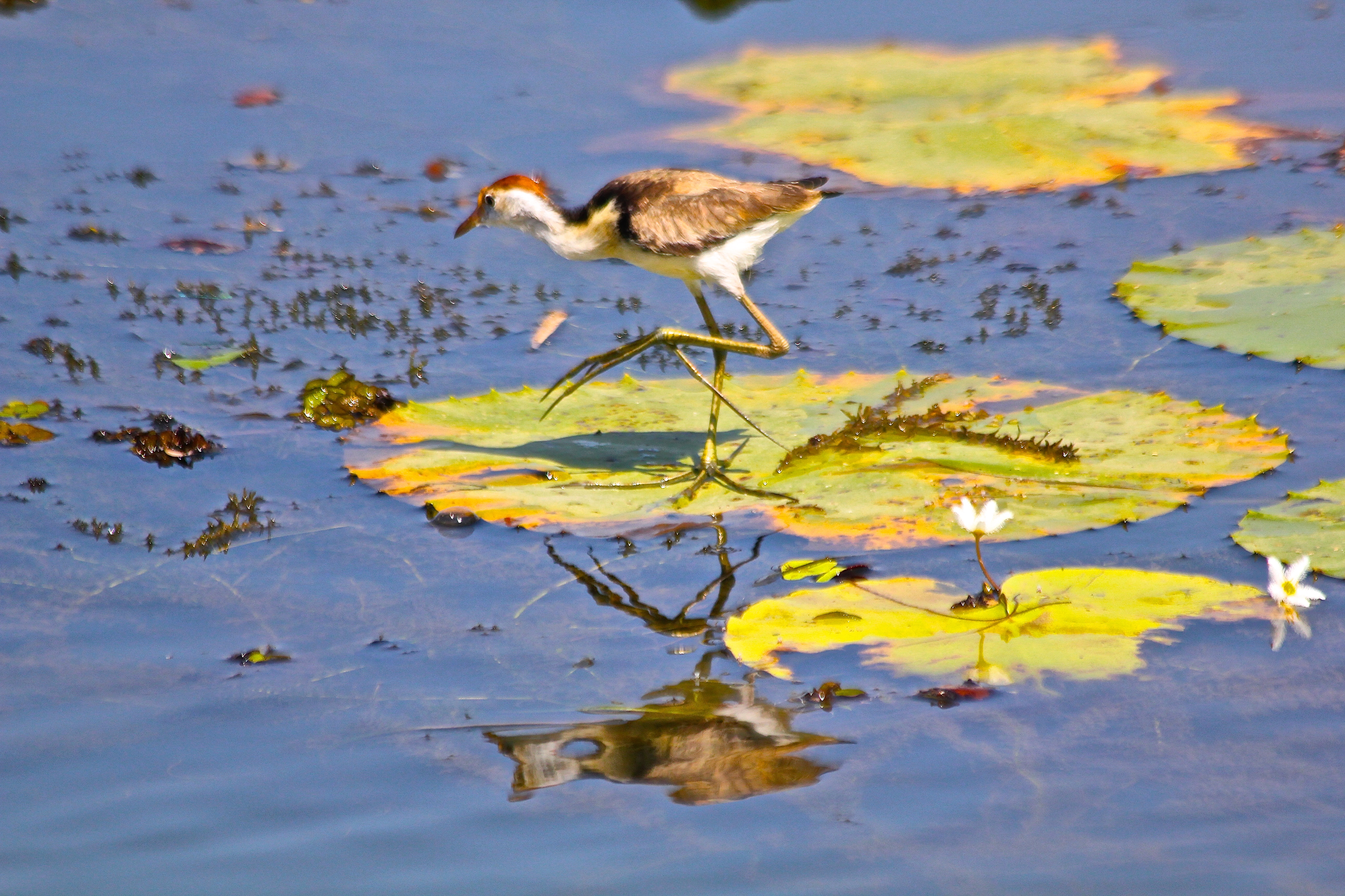 JACANA À CRÊTE