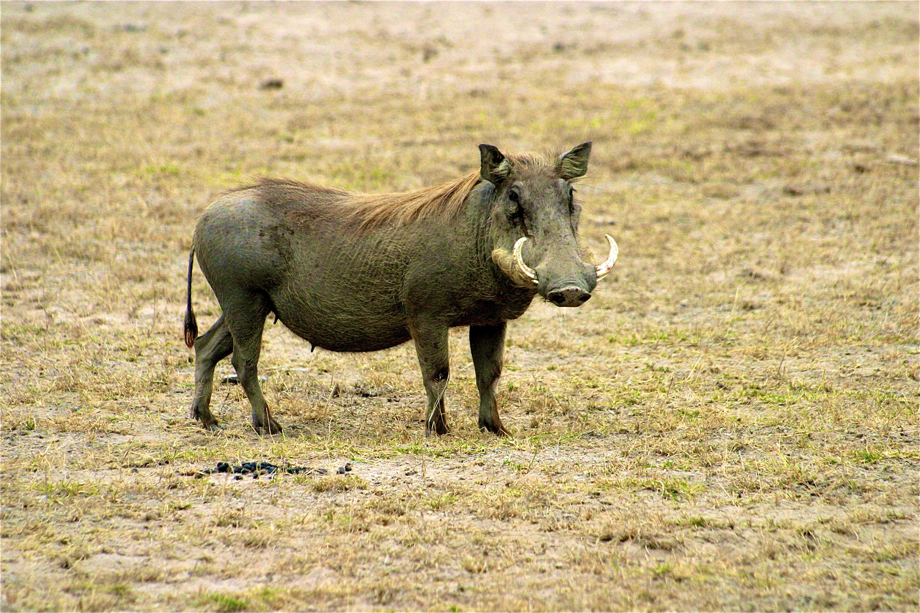 PARC NATIONAL D'AMBOSELI