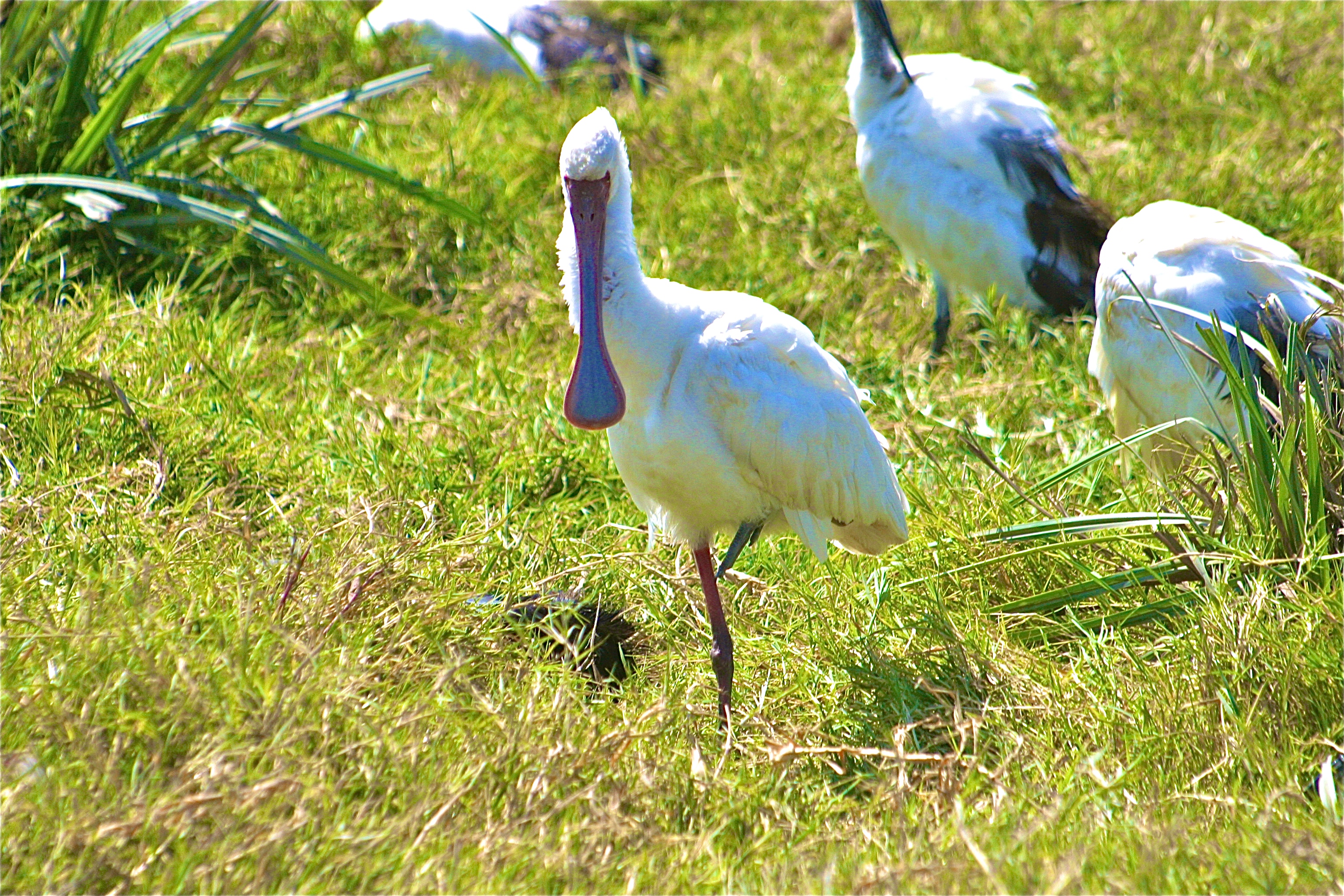 NGORONGORO