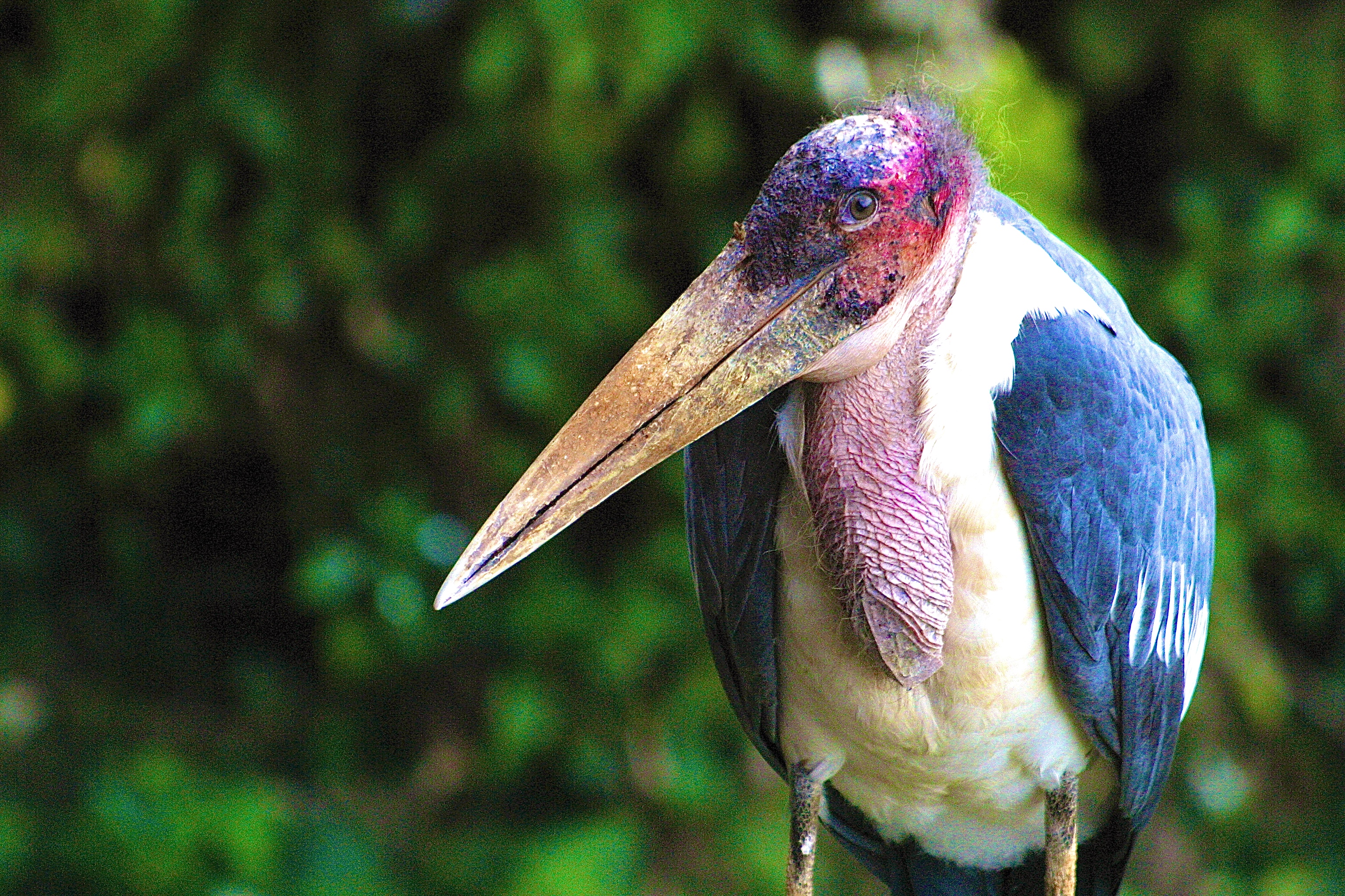 PARC NATIONAL DU MONT KENYA