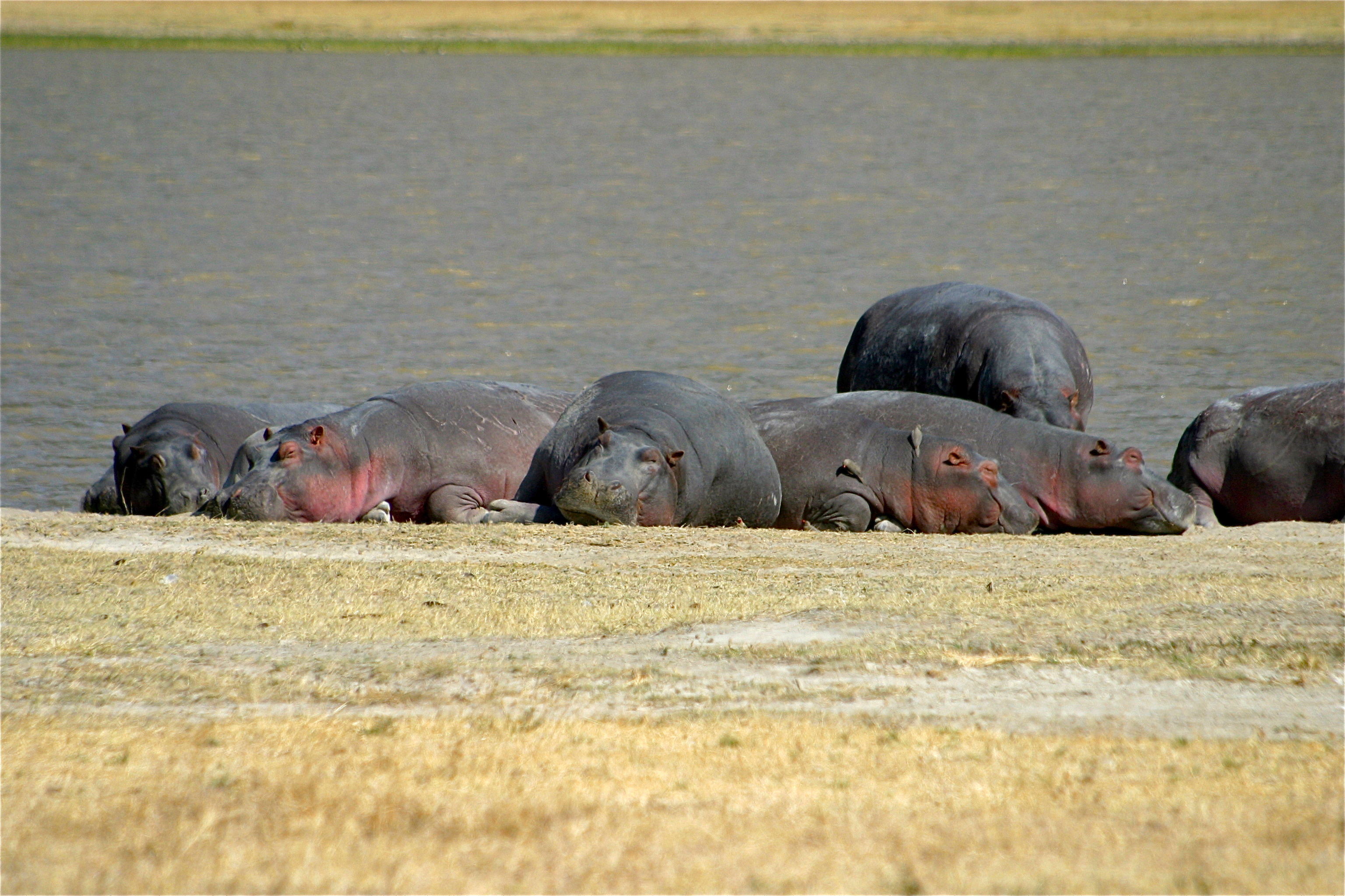 HIPPOPOTAMES