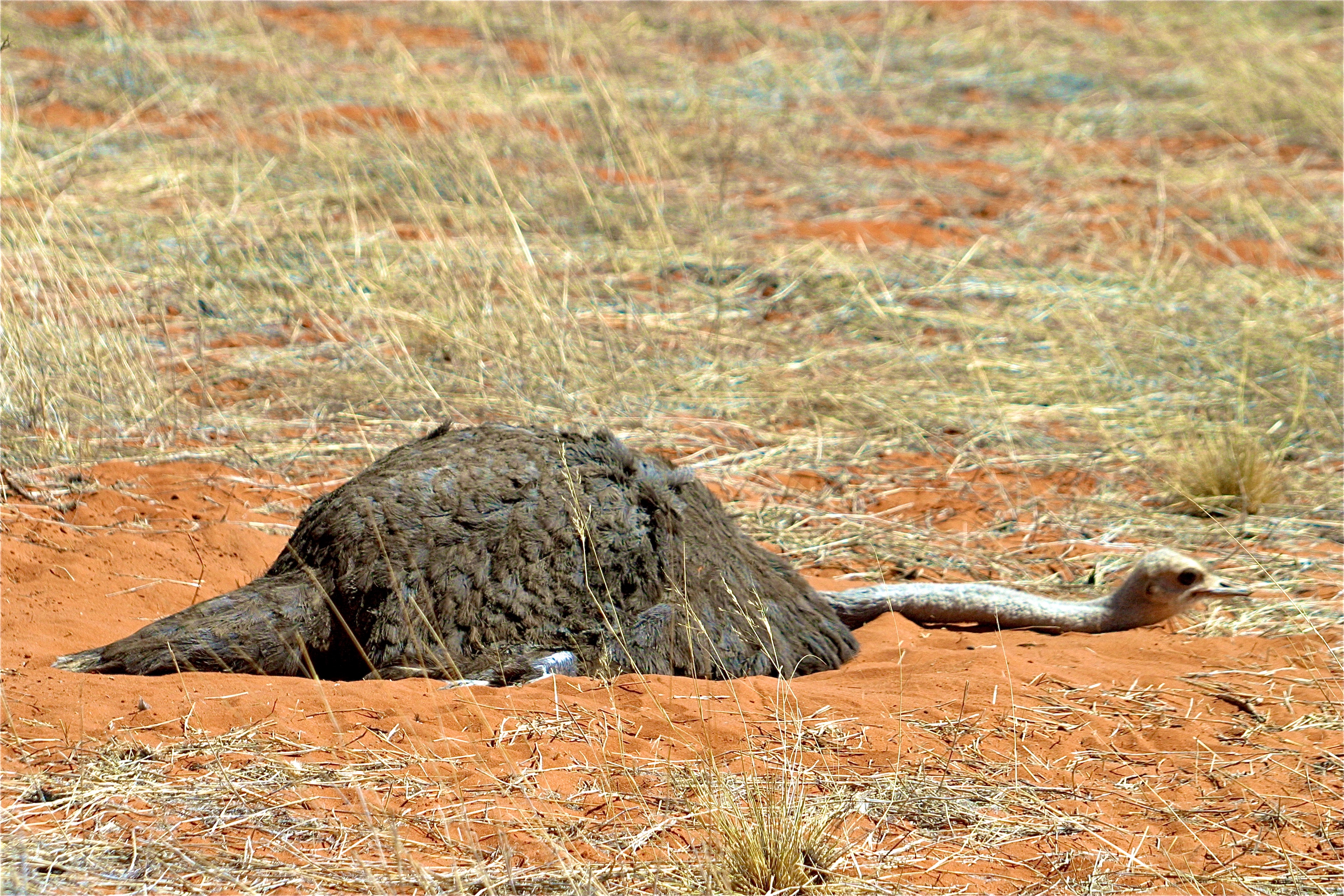 KALAHARI