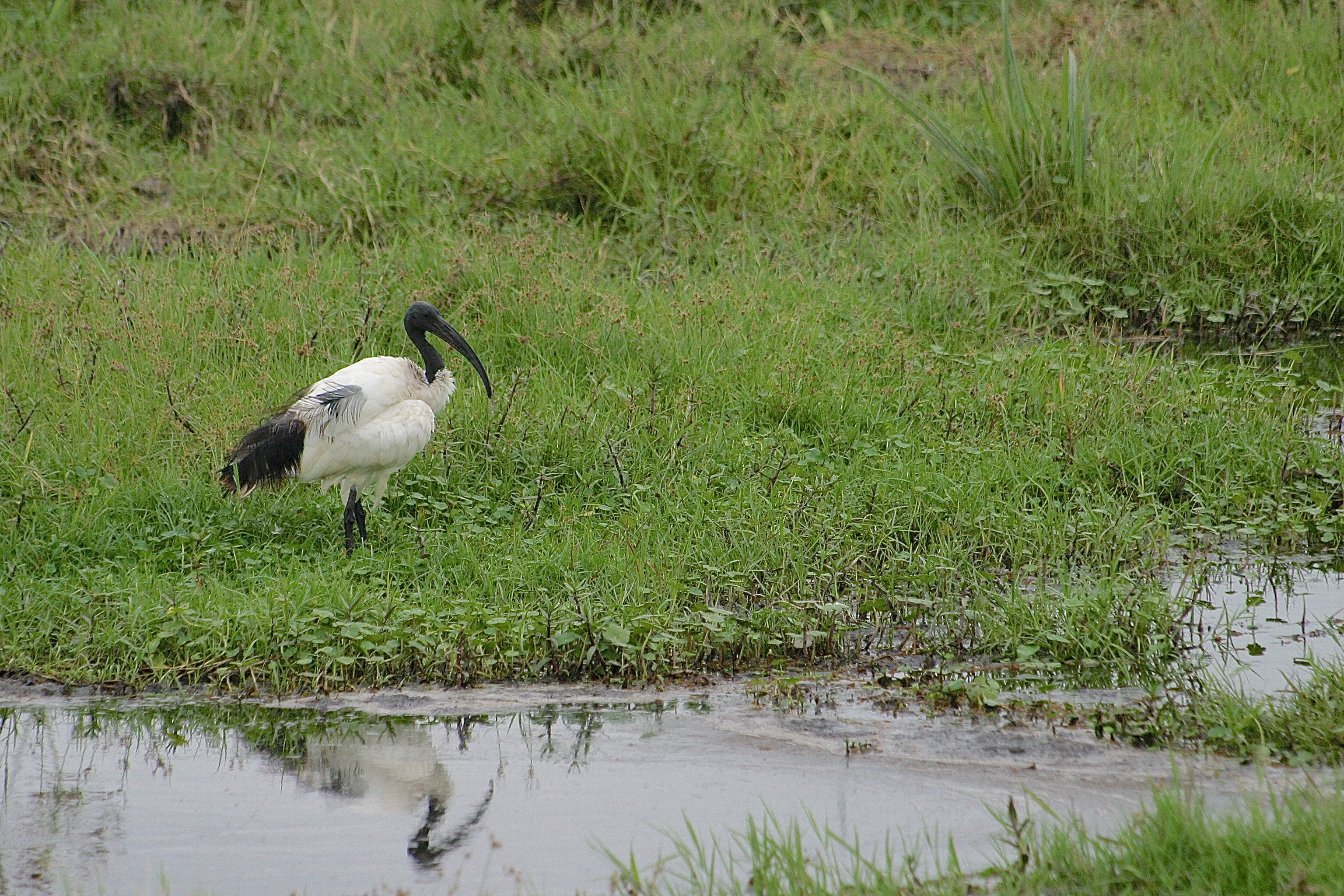 IBIS SACRÉ