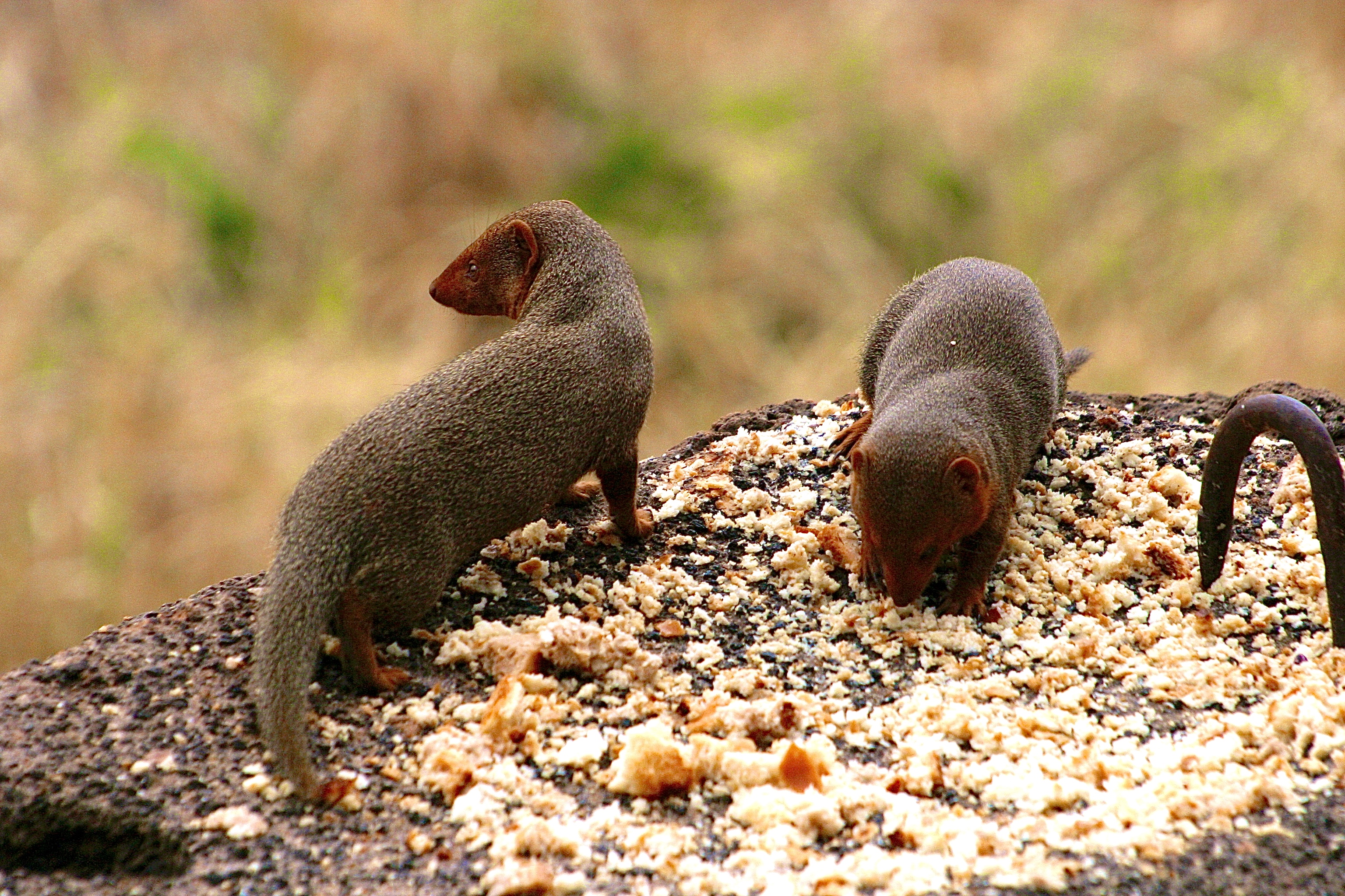 PARC NATIONAL DE TSAVO-WEST
