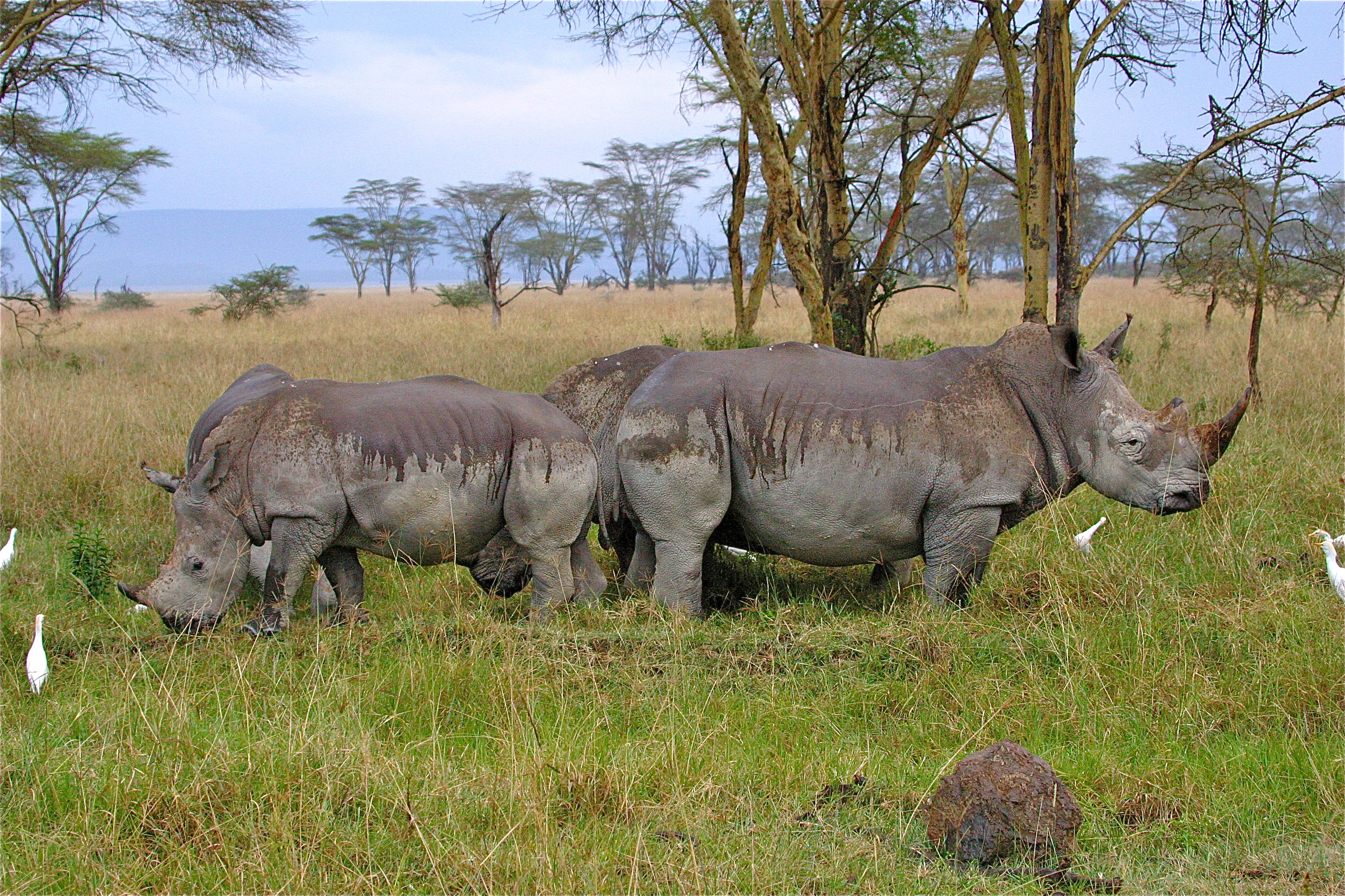 RHINOCÉROS BLANCS