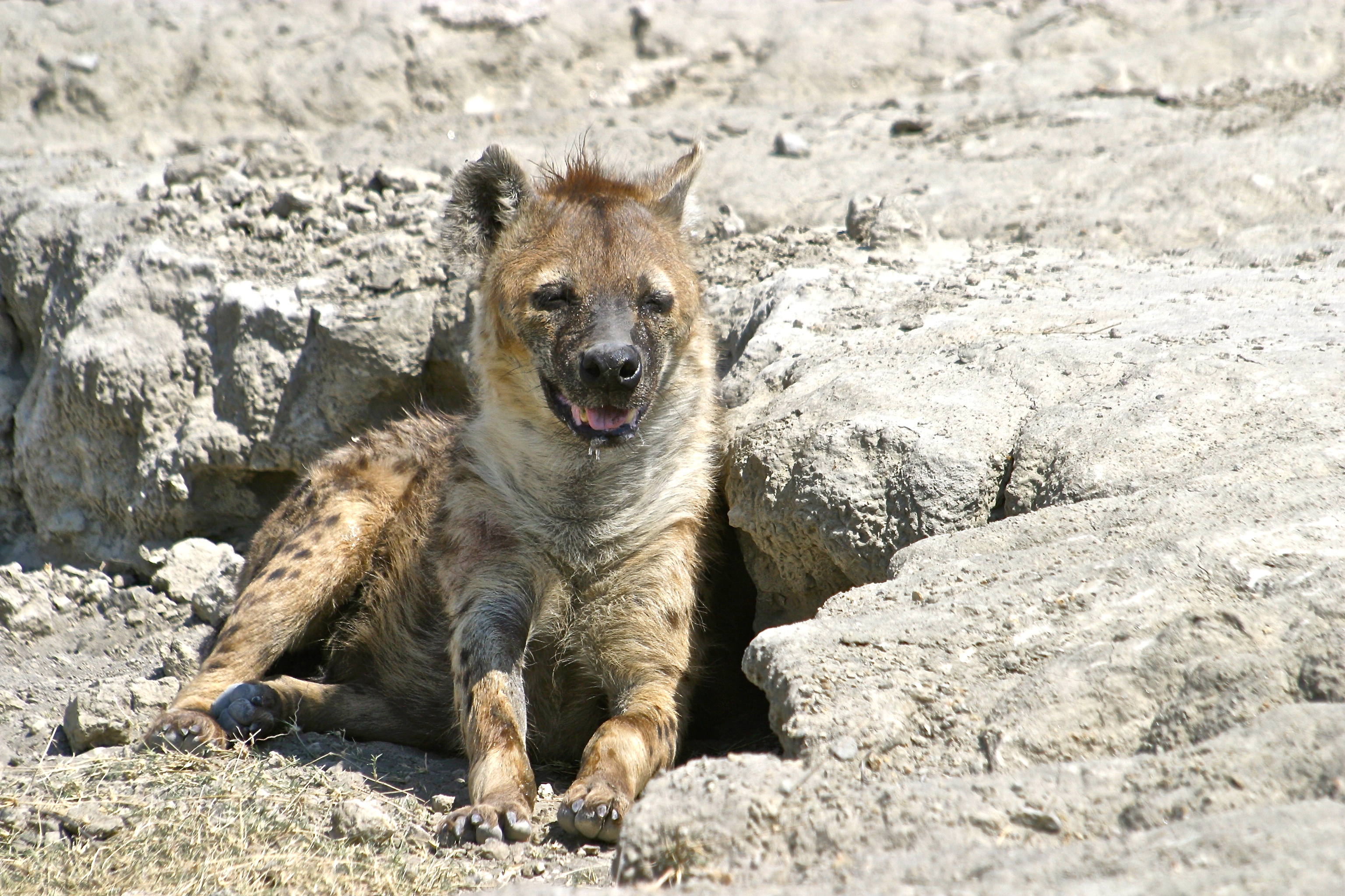 NGORONGORO