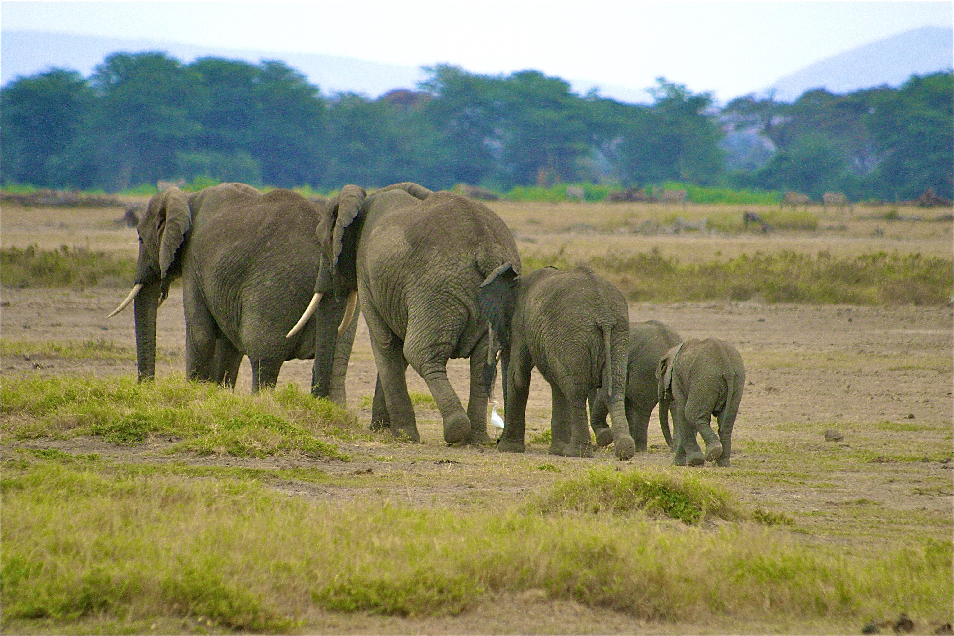 ÉLÉPHANTS DE SAVANE