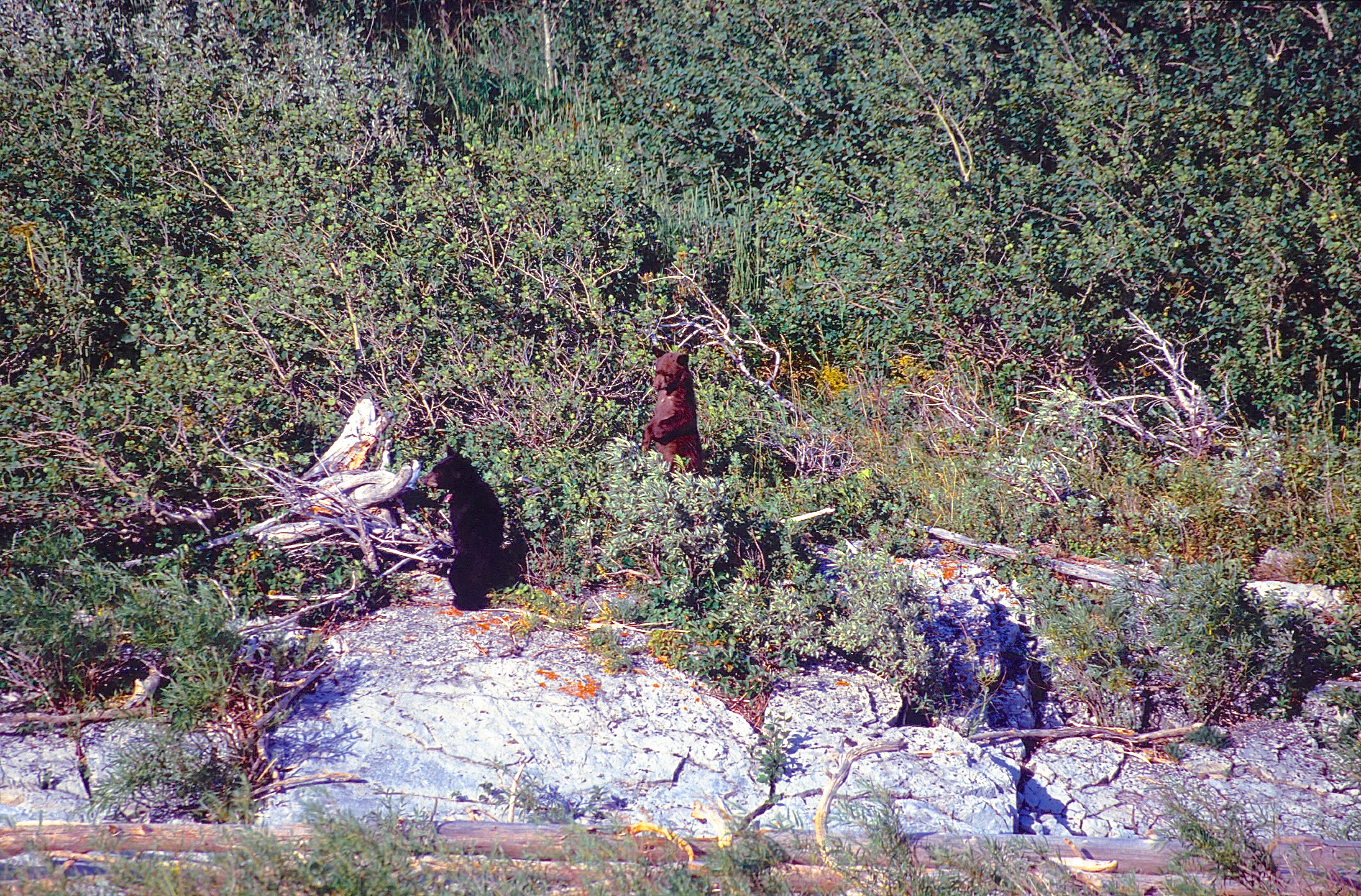 WATERTON LAKES NATIONAL PARK