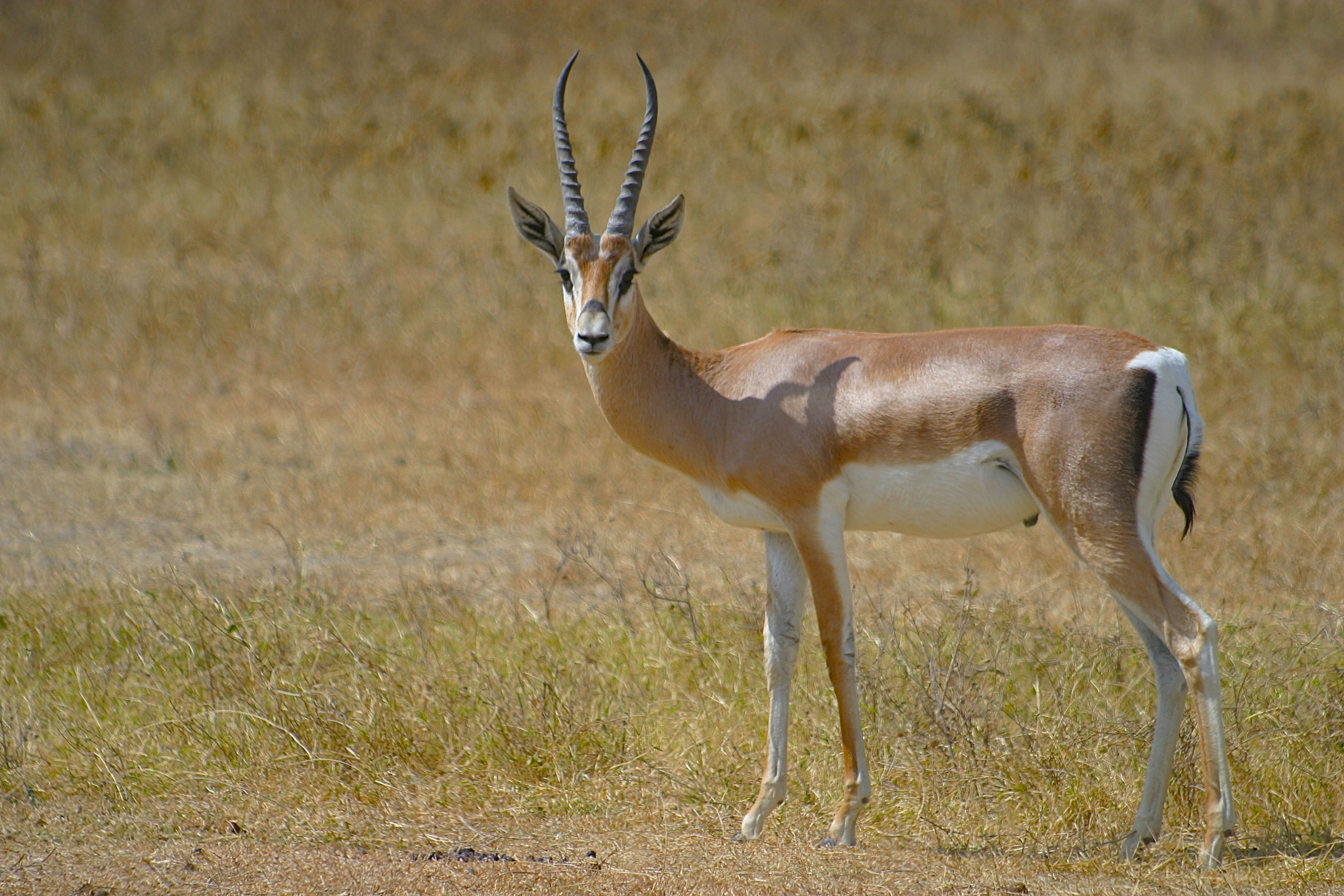 SPRINGBOK