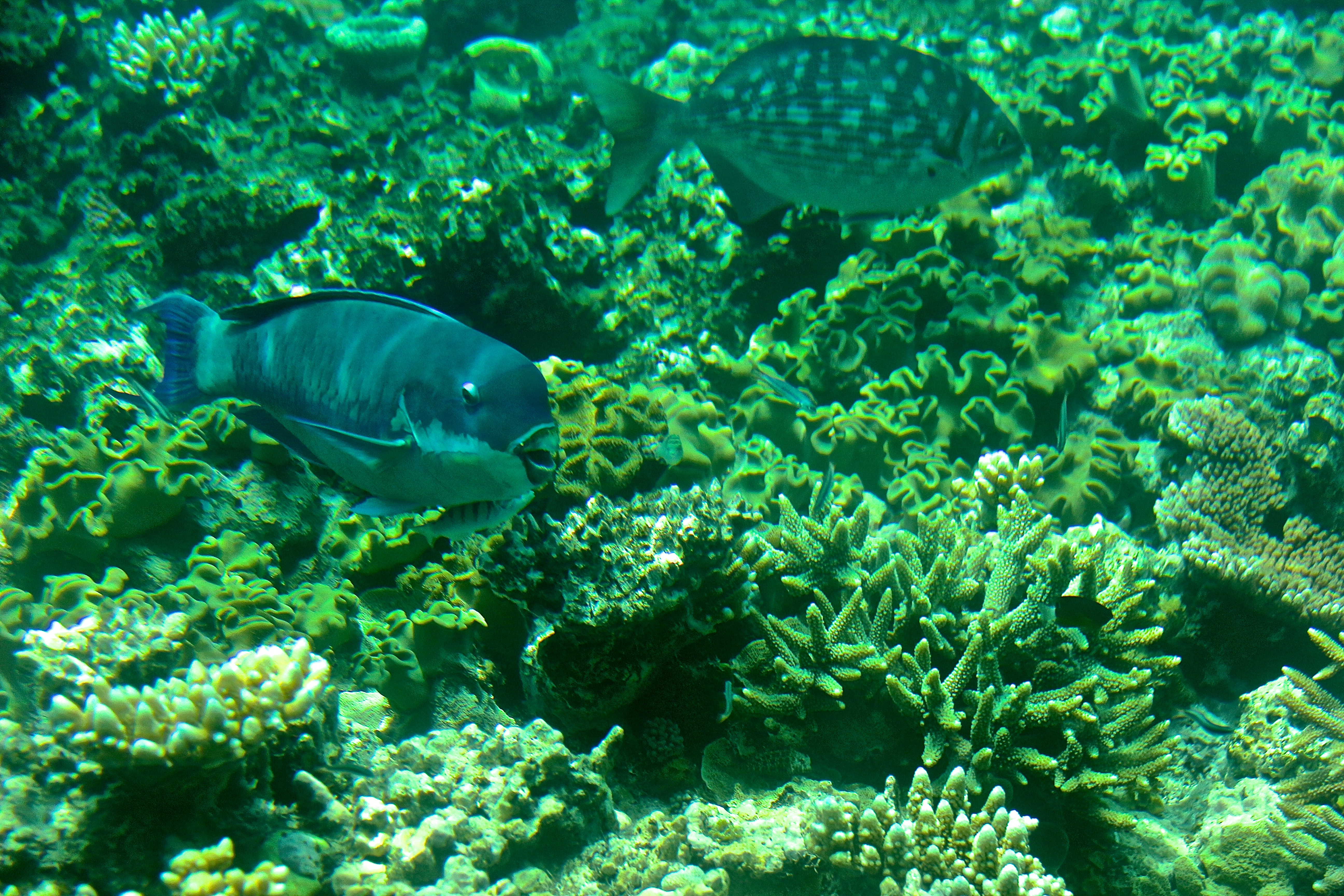 LA GRANDE BARRIÈRE DE CORAIL