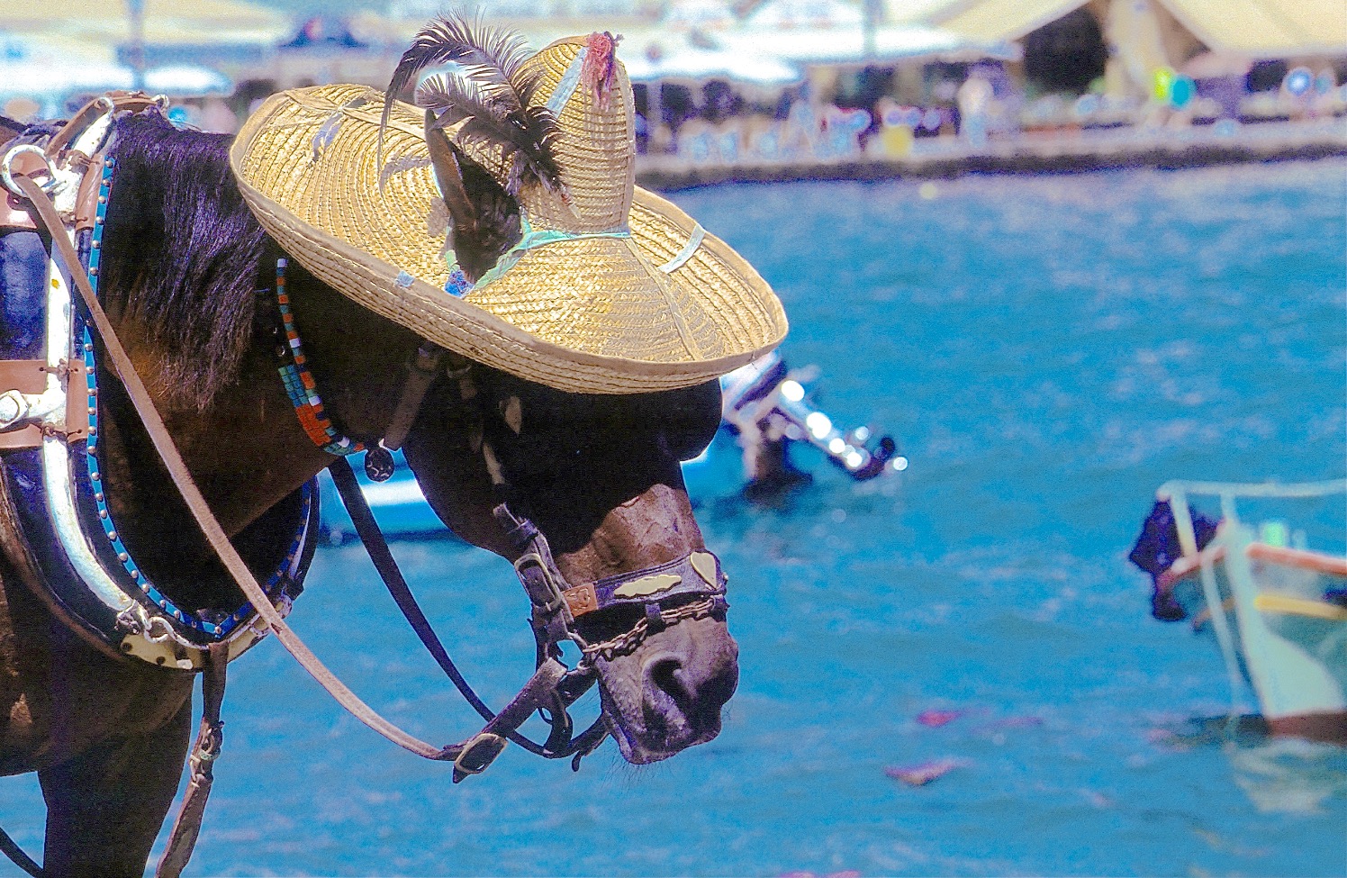 LA CANÉE
