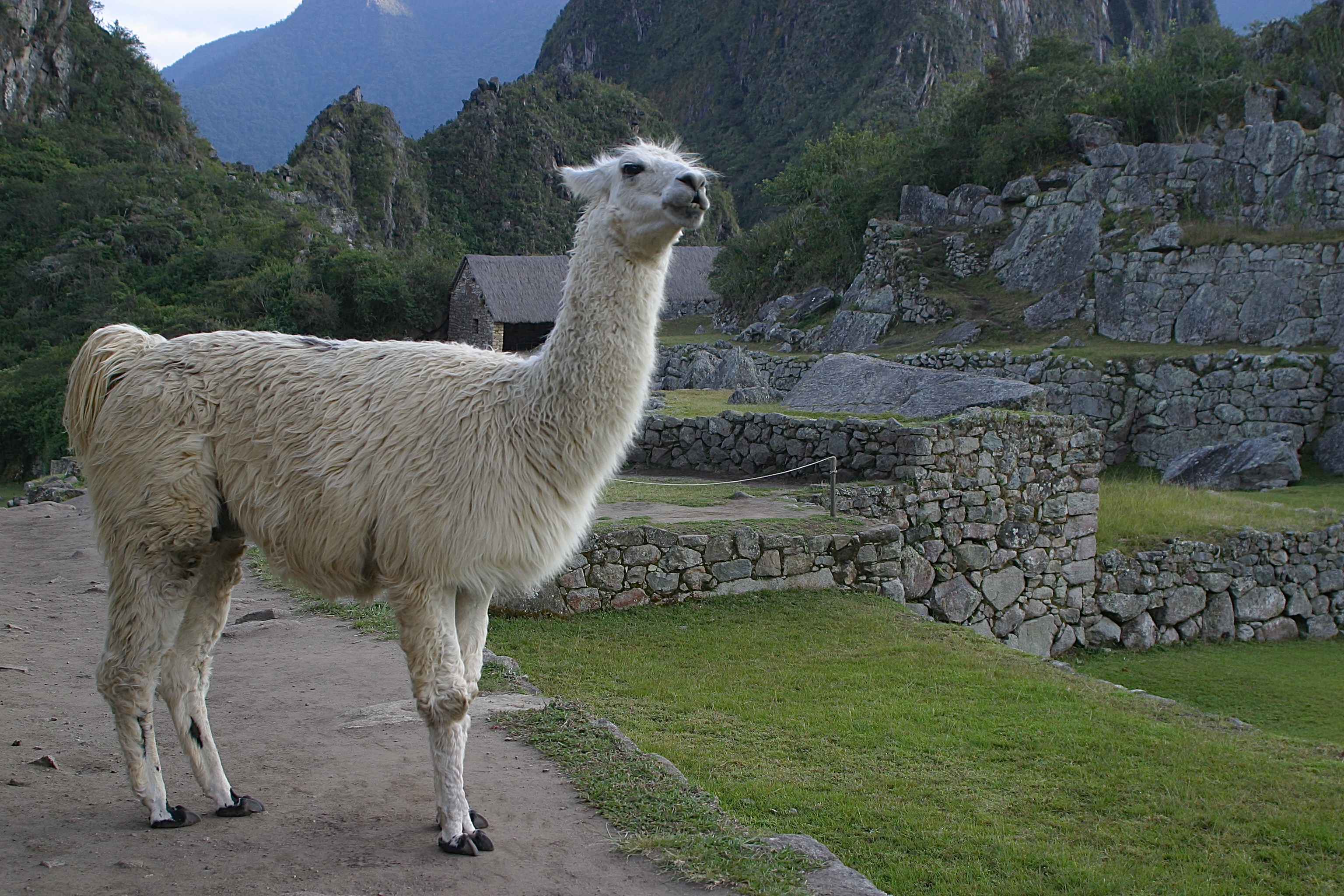 LAMA
