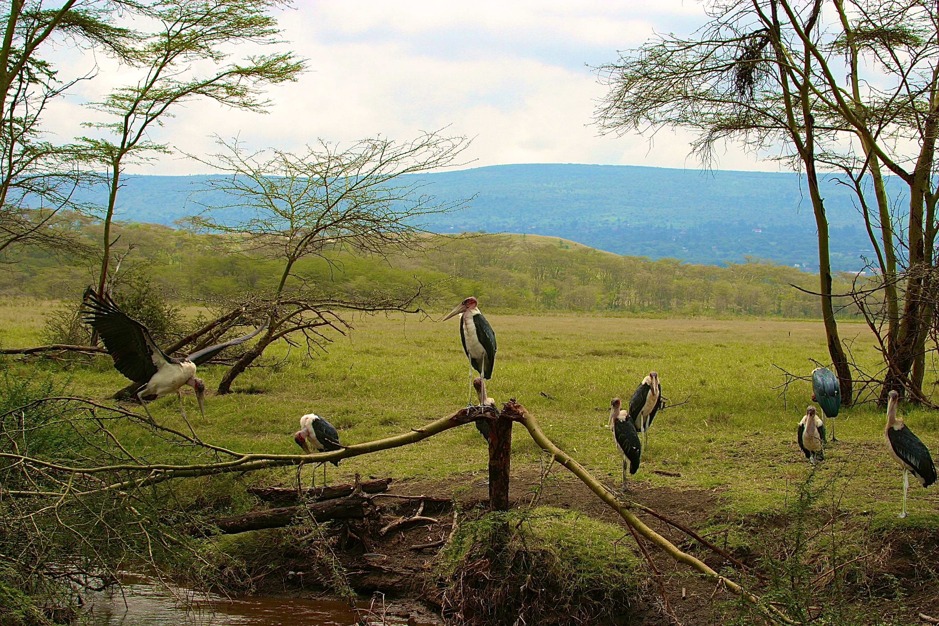 PARC NATIONAL DU LAC NAKURU