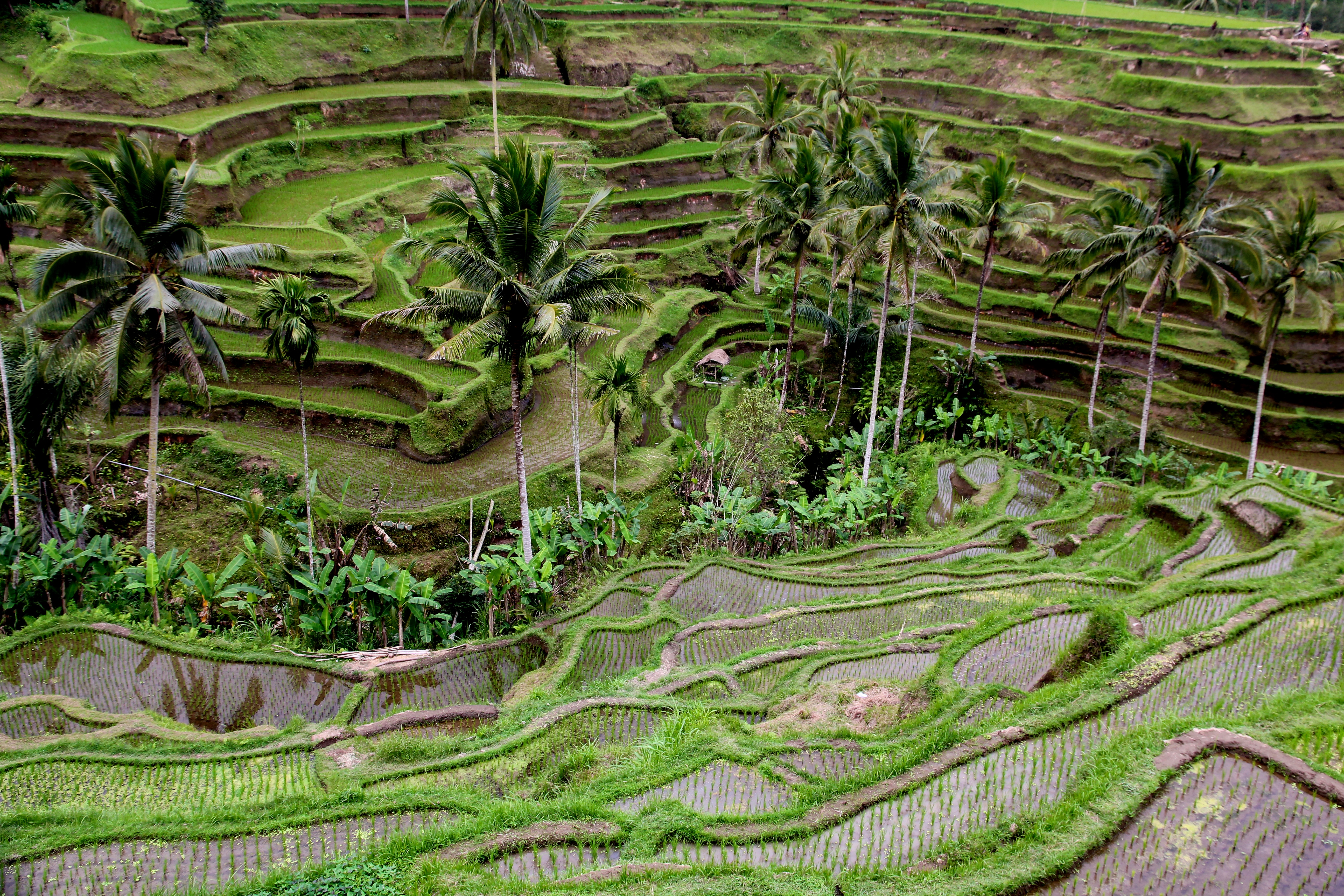 PENGLIPURAN