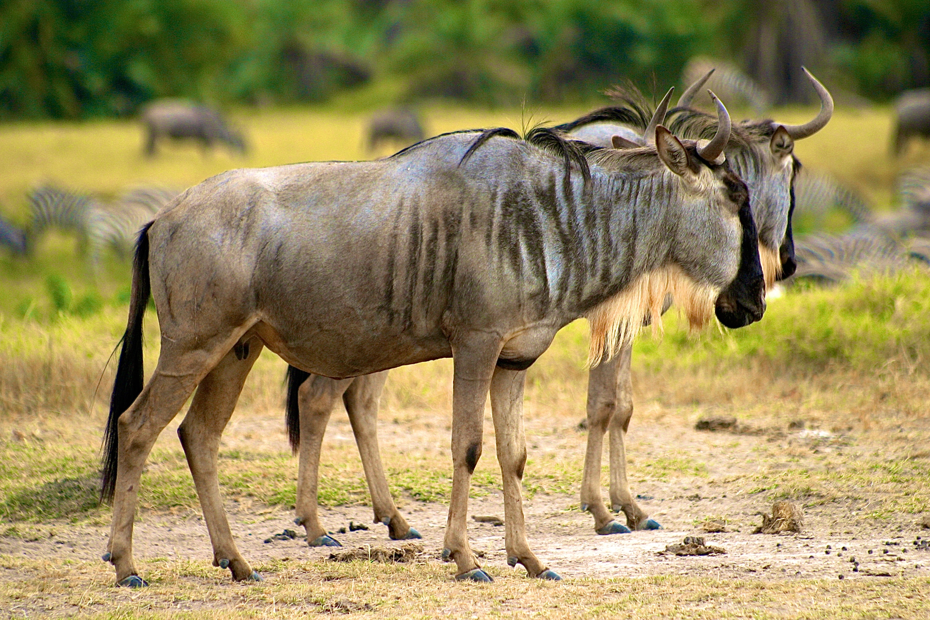 PARC NATIONAL D'AMBOSELI