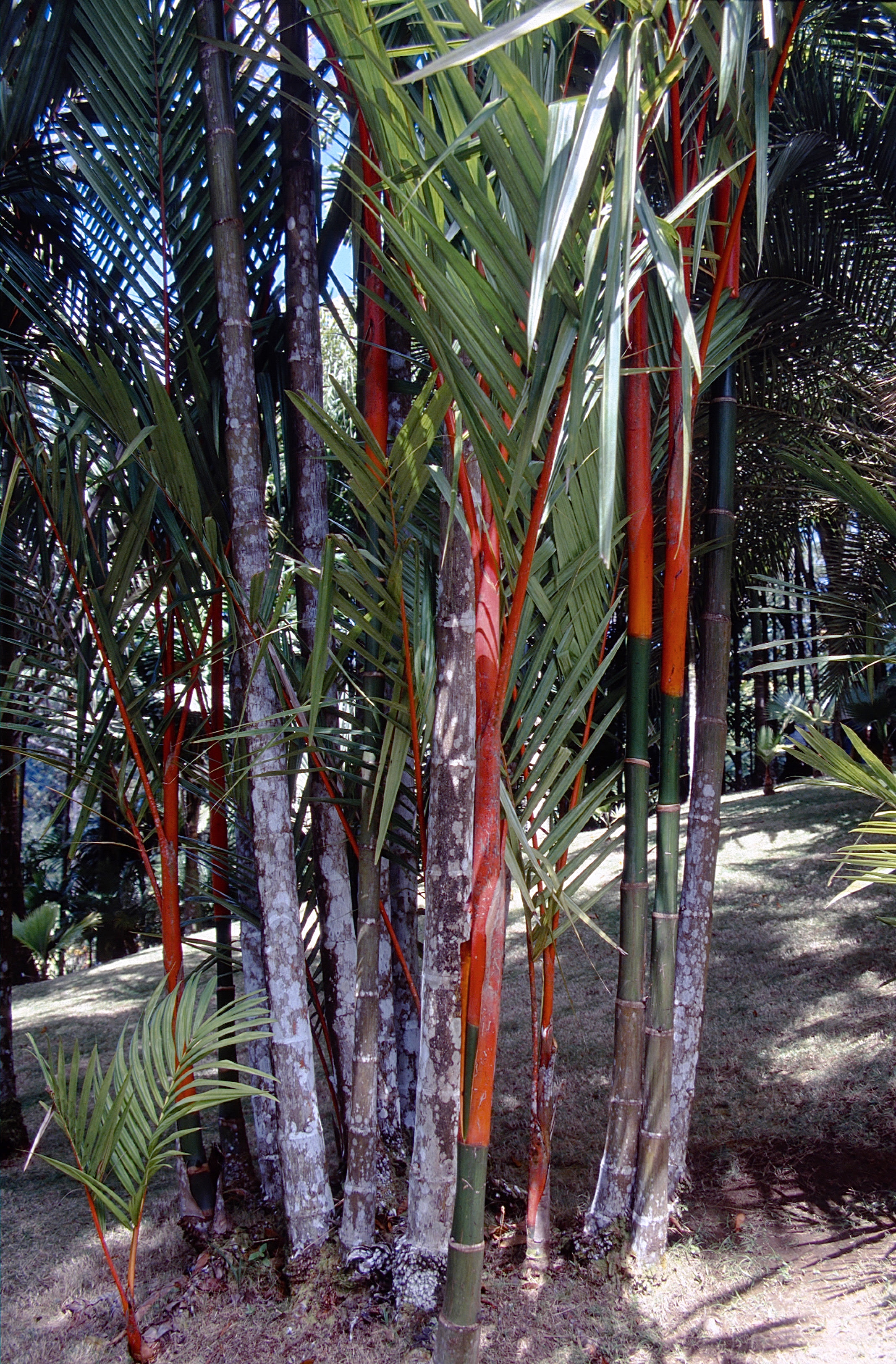 BALATA