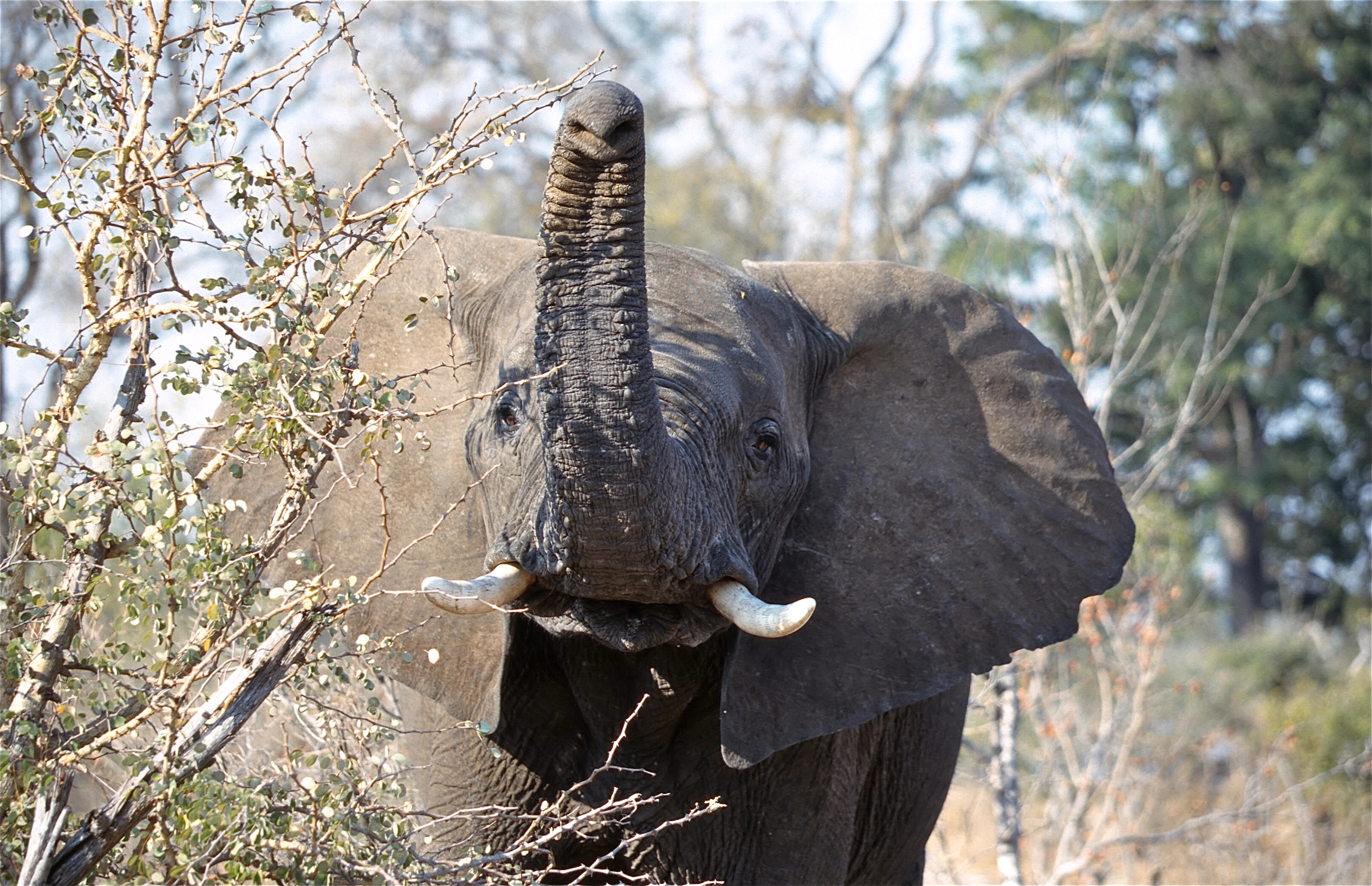 ÉLÉPHANT DE SAVANE
