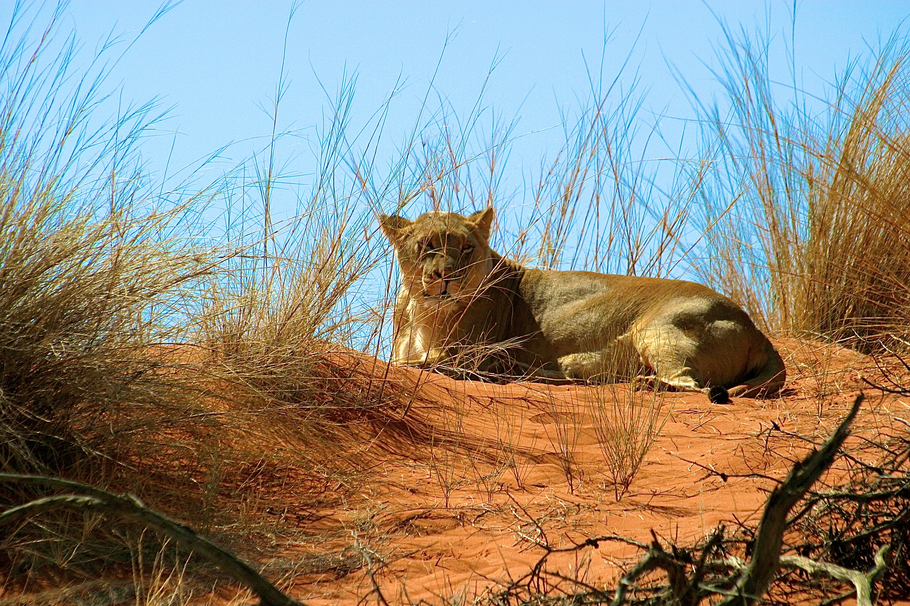 LIONNE