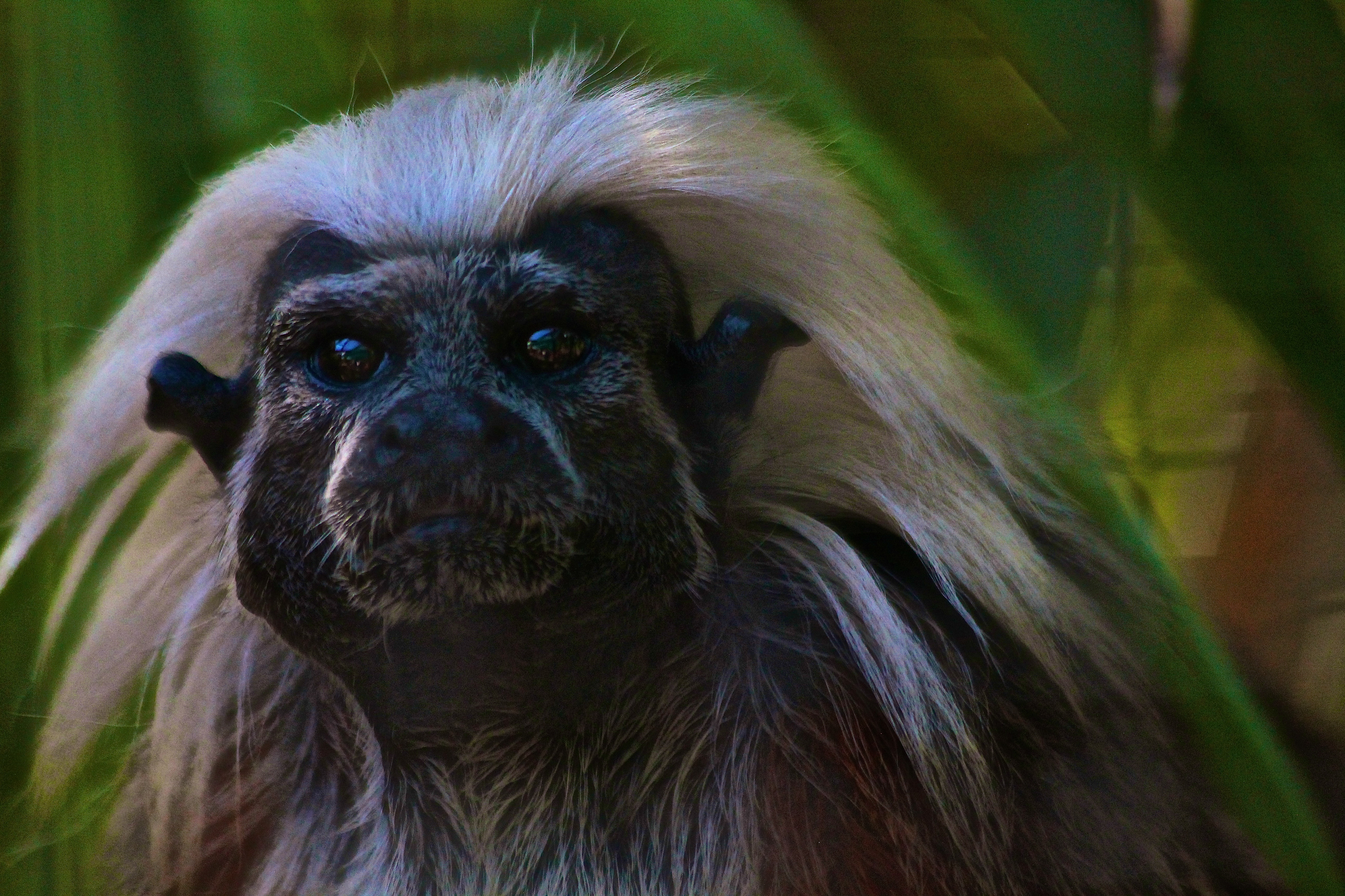 SINGE TAMARIN