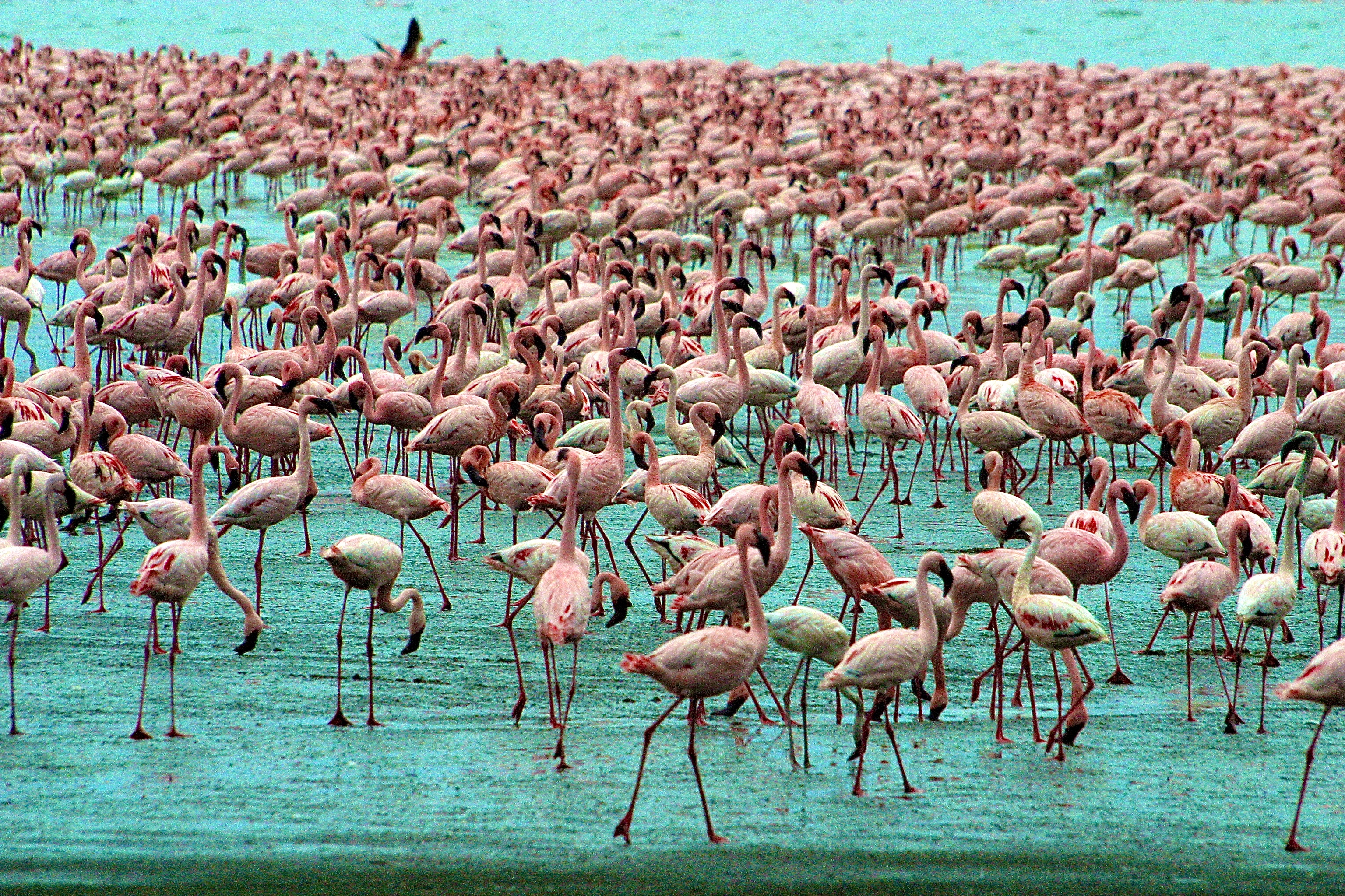 PARC NATIONAL DU LAC NAKURU