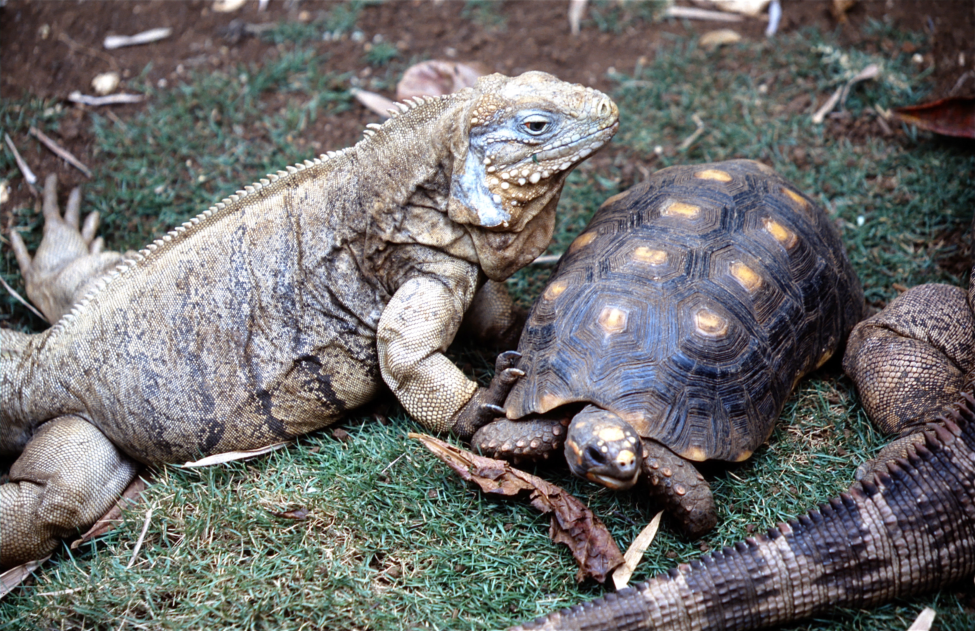 IGUANE