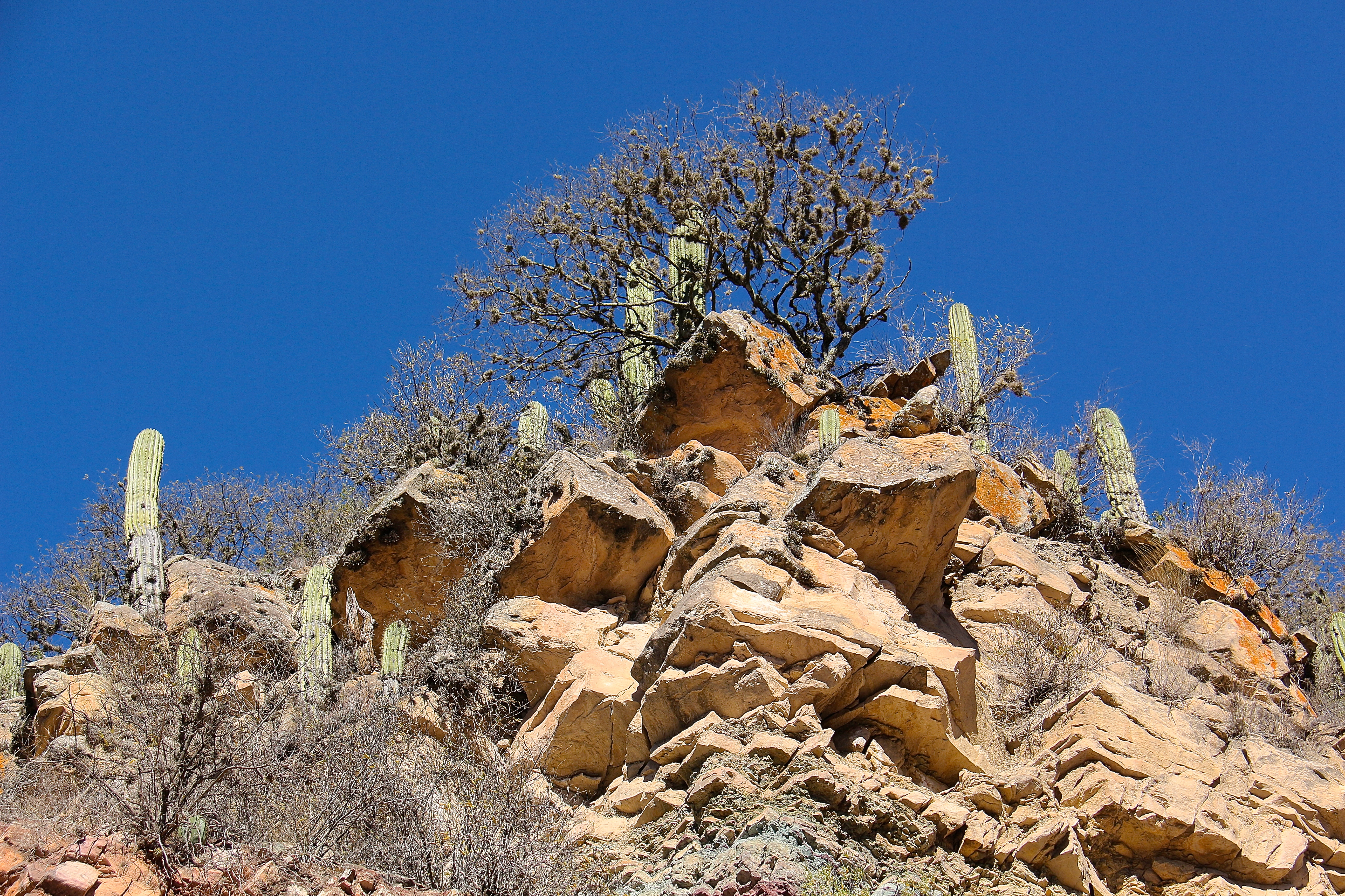 PARC DE LOS CARDONES