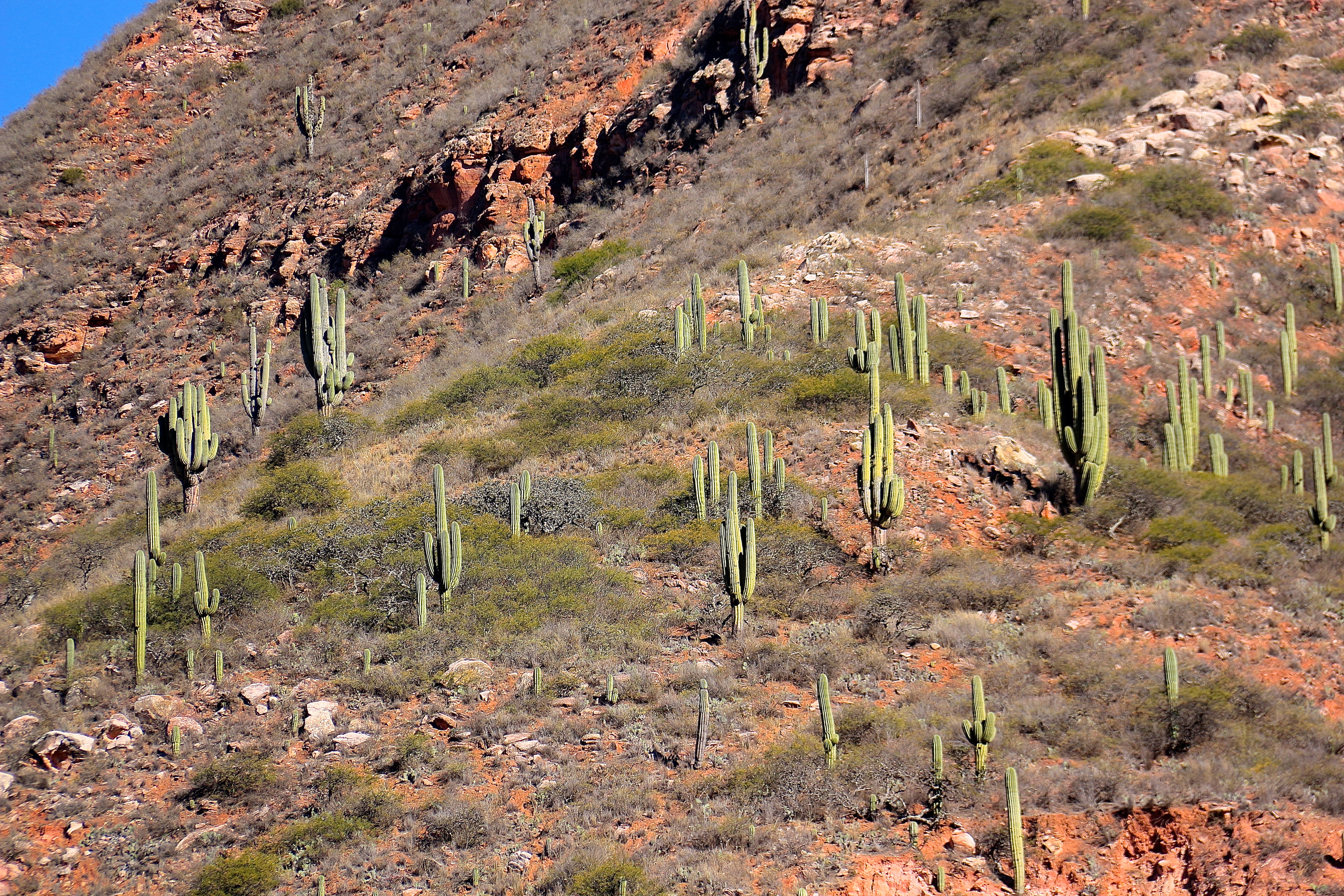 PARC DE LOS CARDONES