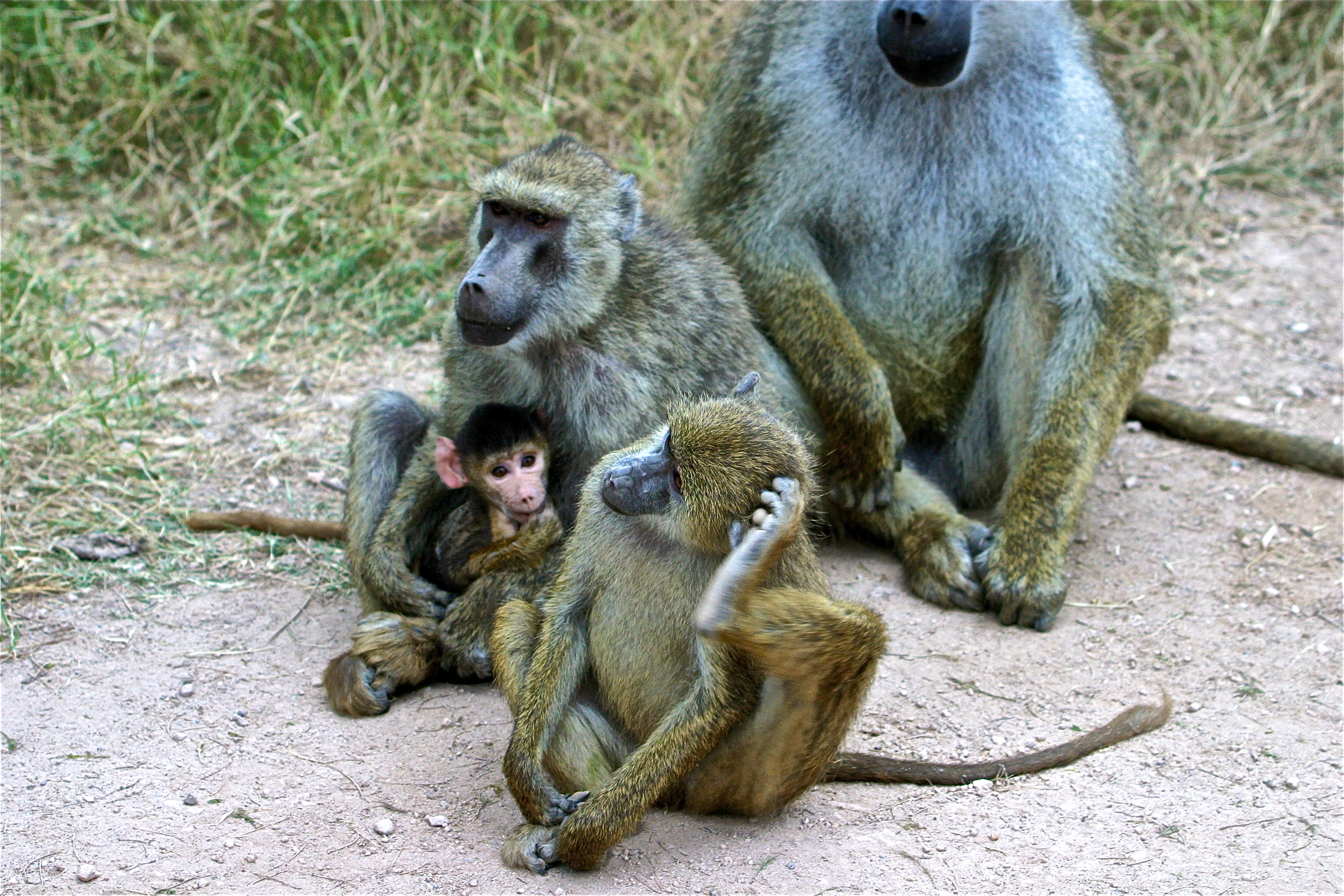 BABOUINS