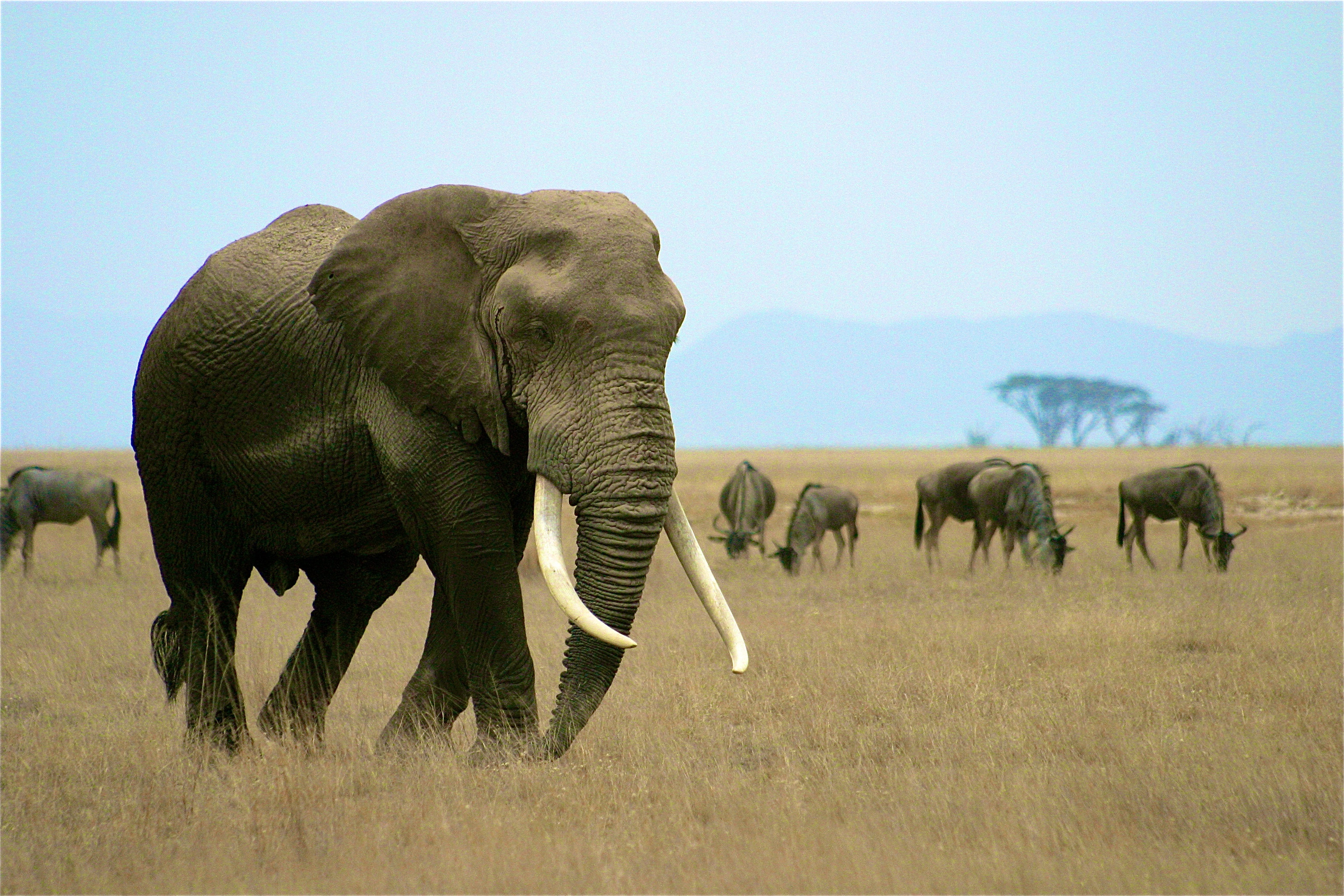 PARC NATIONAL D'AMBOSELI